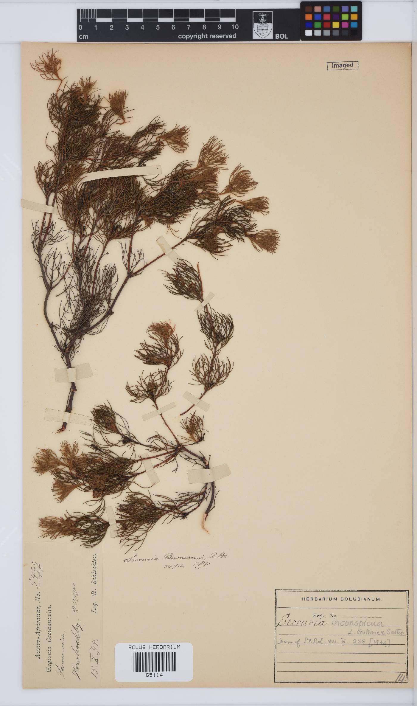 Serruria inconspicua image