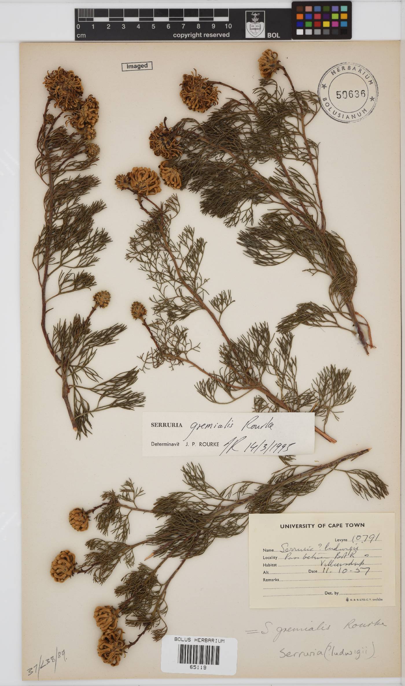 Serruria gremialis image