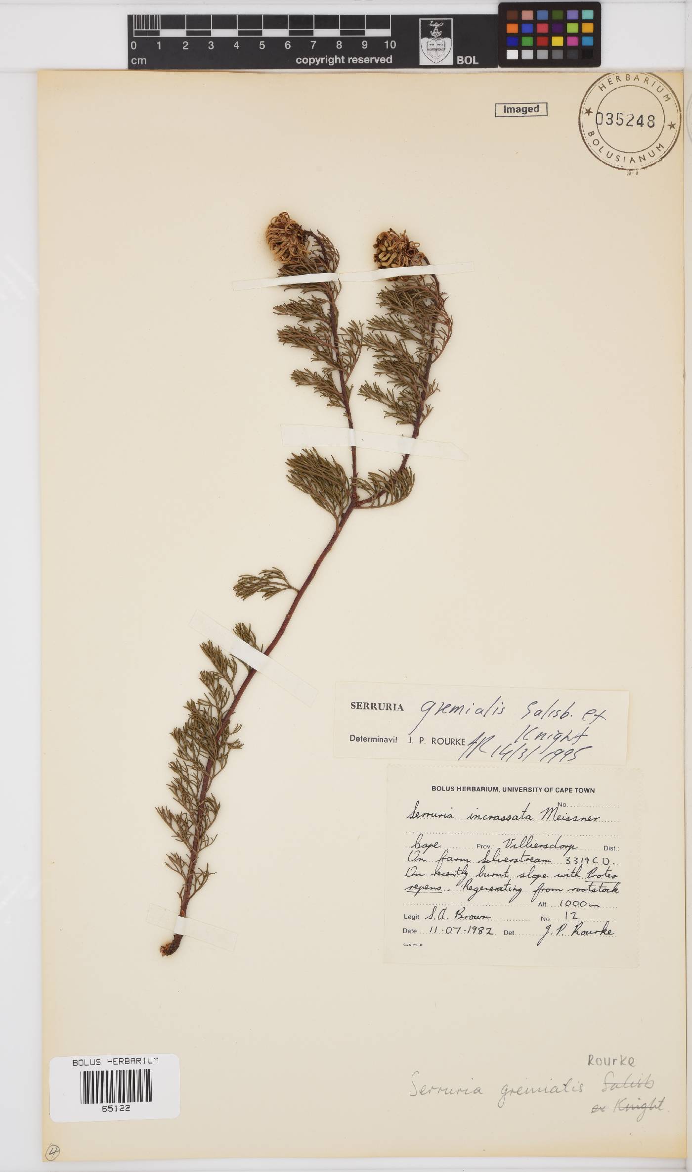 Serruria gremialis image