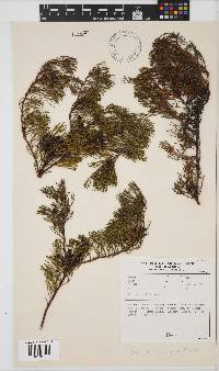 Serruria viridifolia image