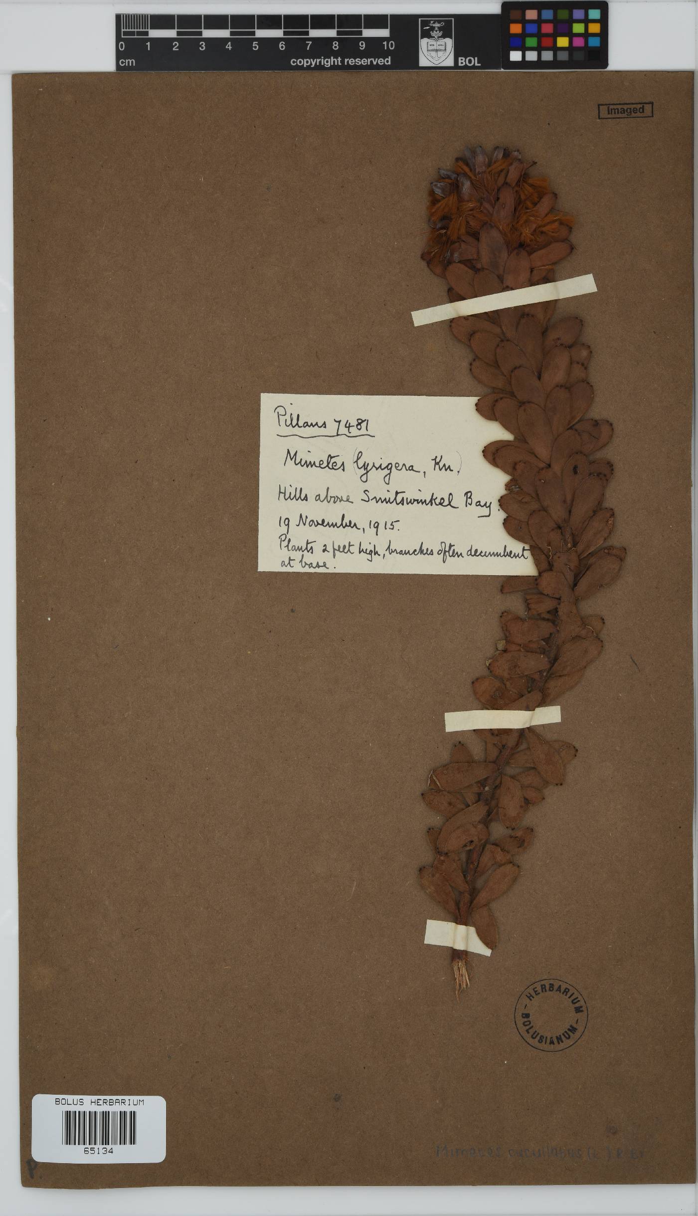 Mimetes cucullatus image