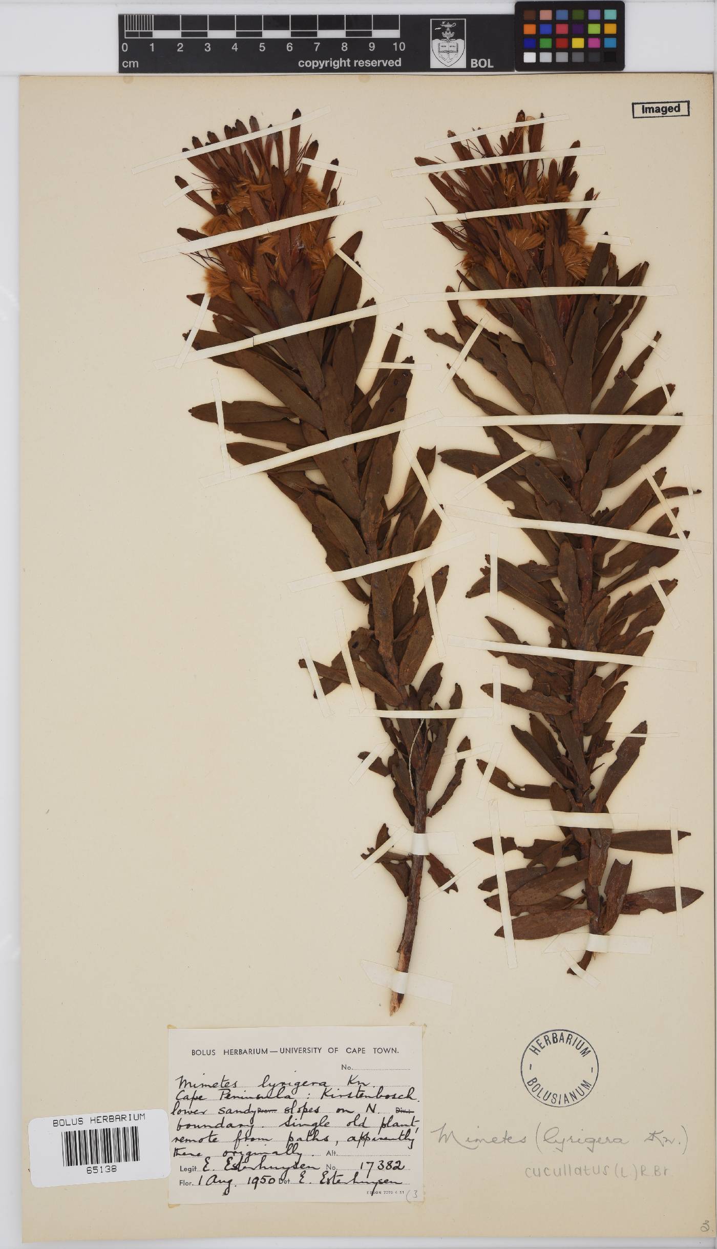 Mimetes image