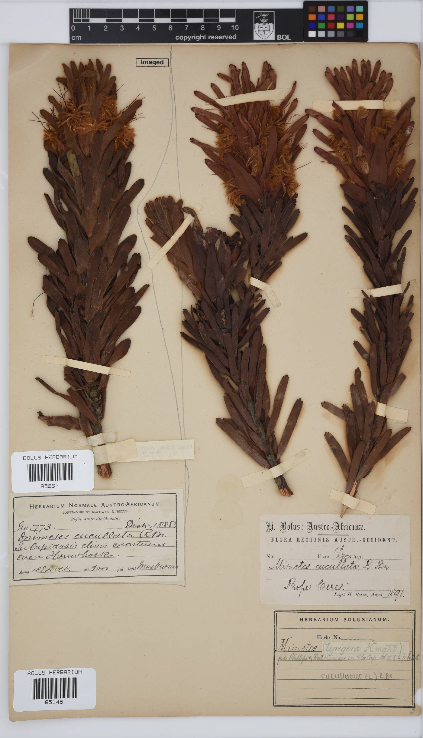 Mimetes cucullatus image