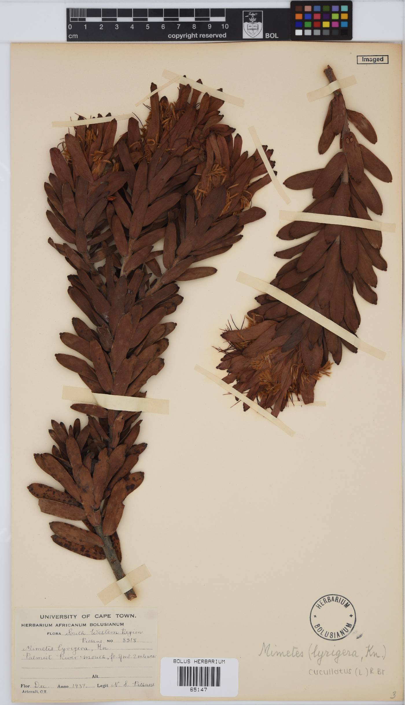 Mimetes cucullatus image