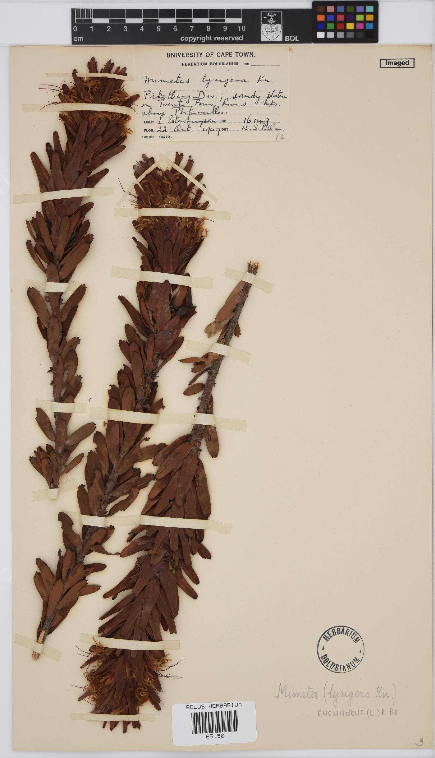 Mimetes cucullatus image