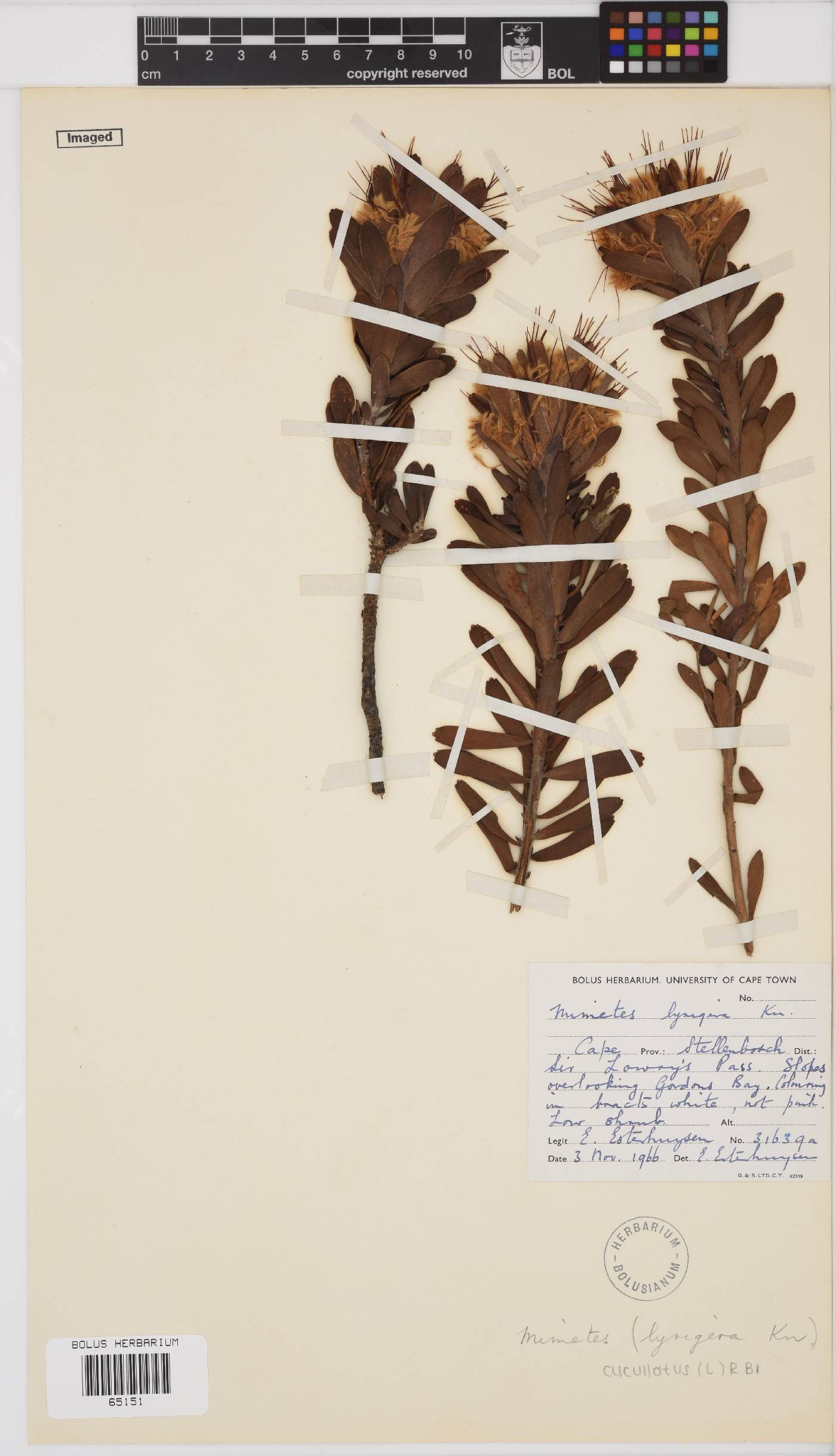 Mimetes cucullatus image