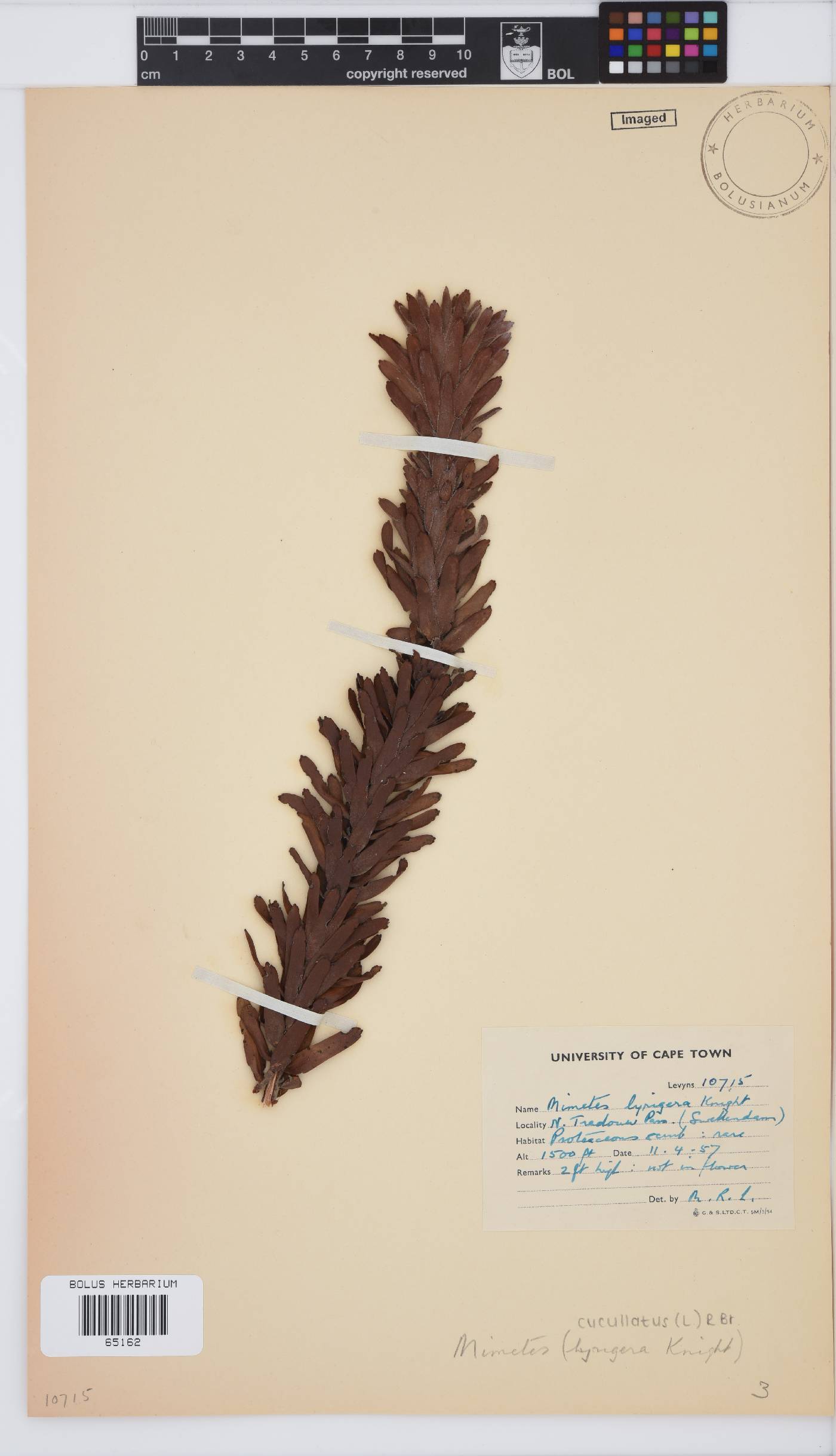Mimetes cucullatus image
