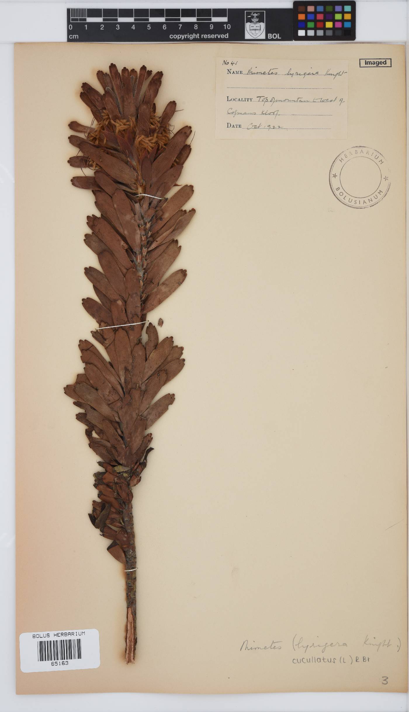 Mimetes cucullatus image