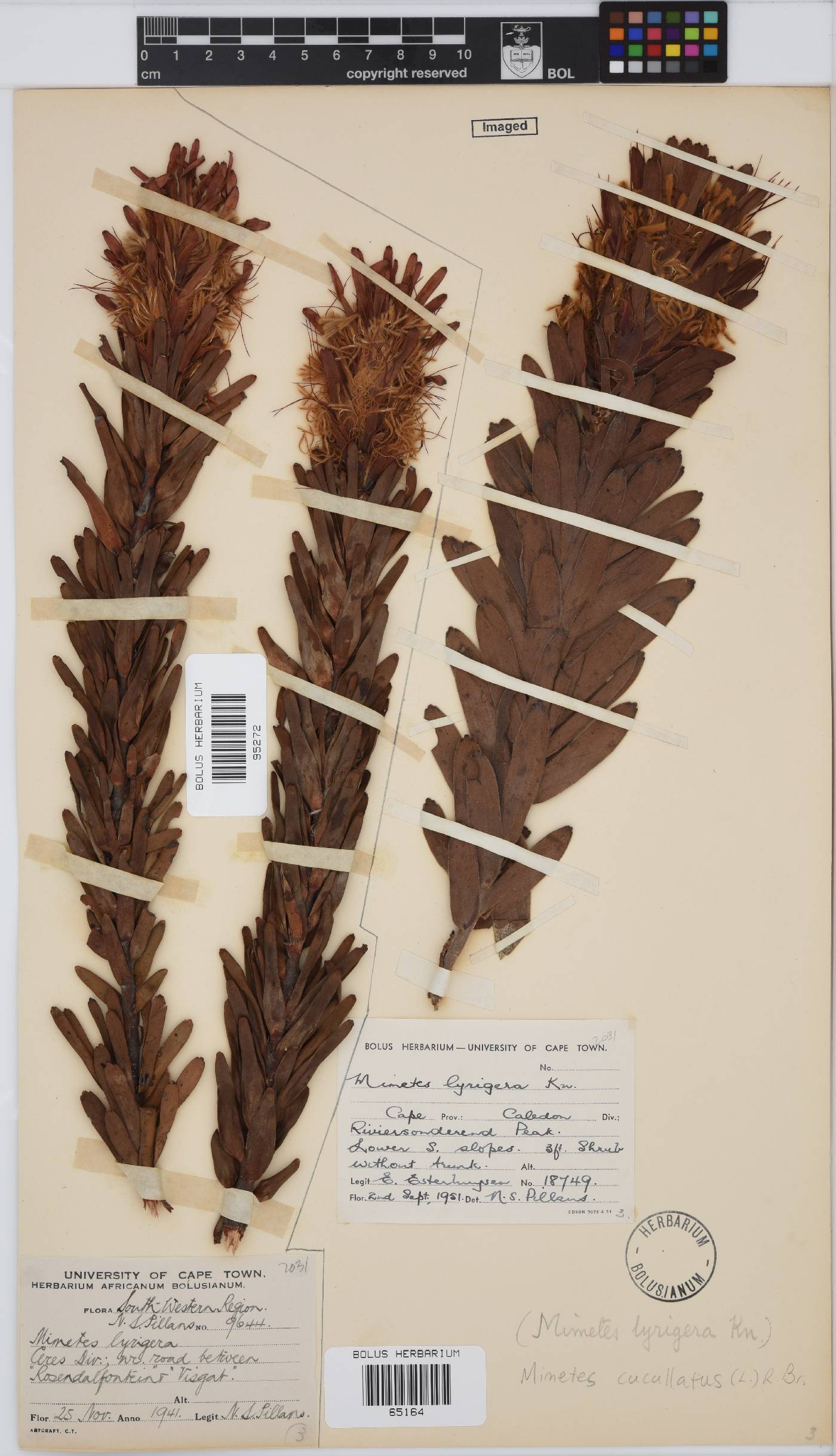 Mimetes cucullatus image