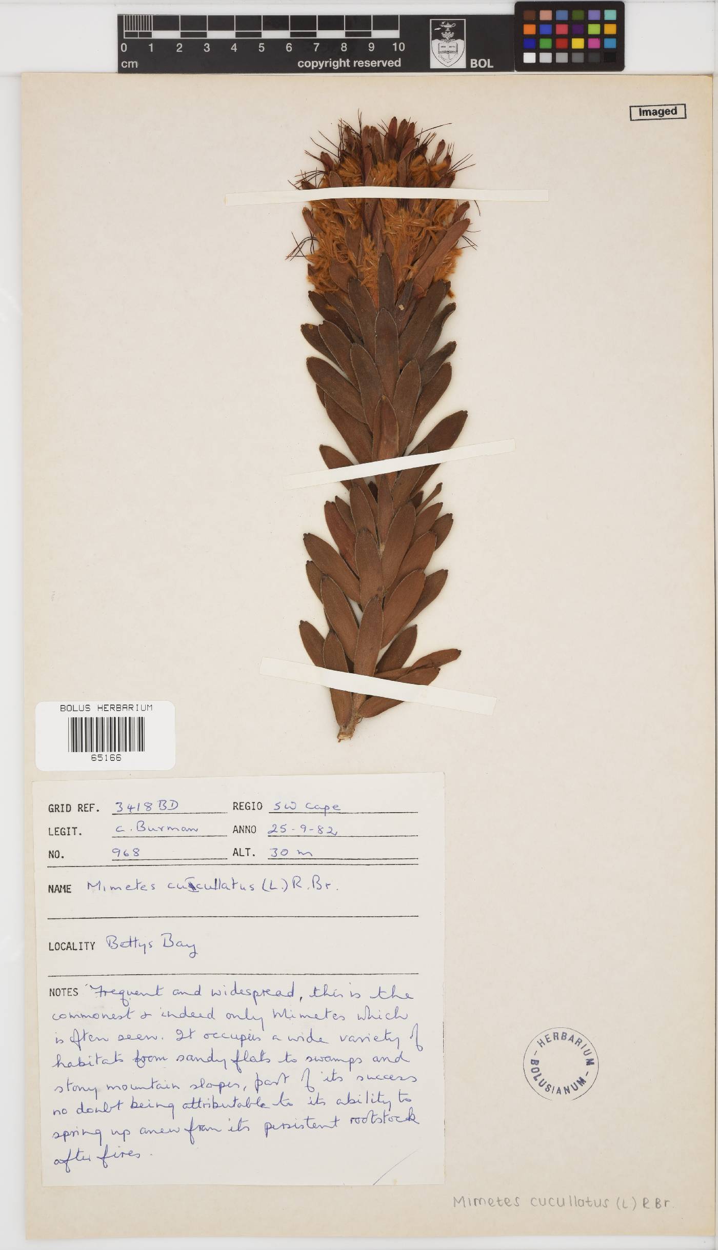 Mimetes cucullatus image