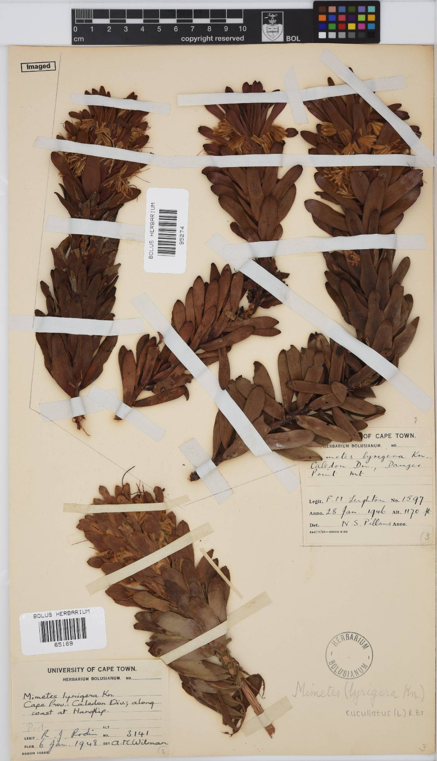 Mimetes cucullatus image