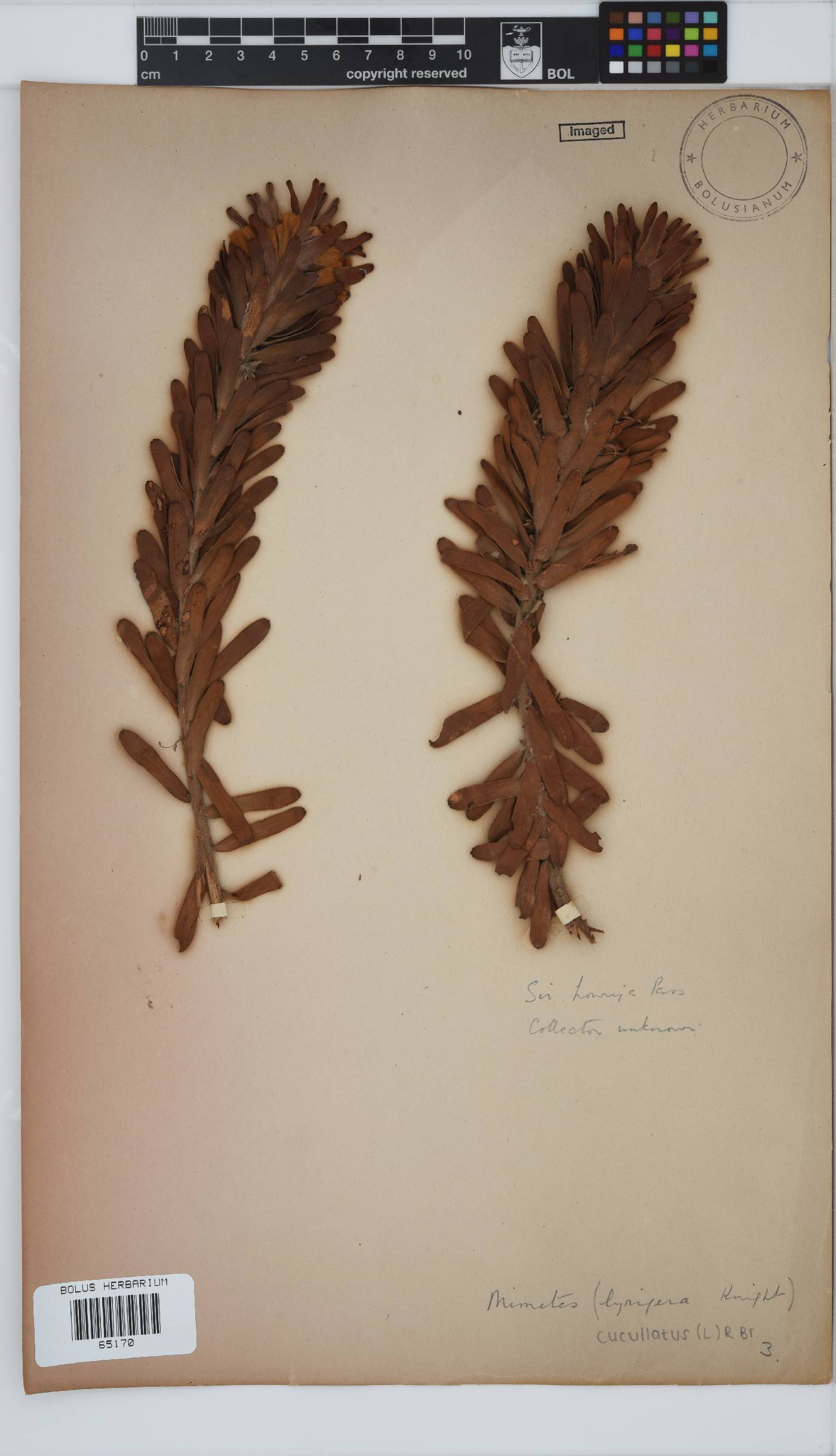 Mimetes cucullatus image