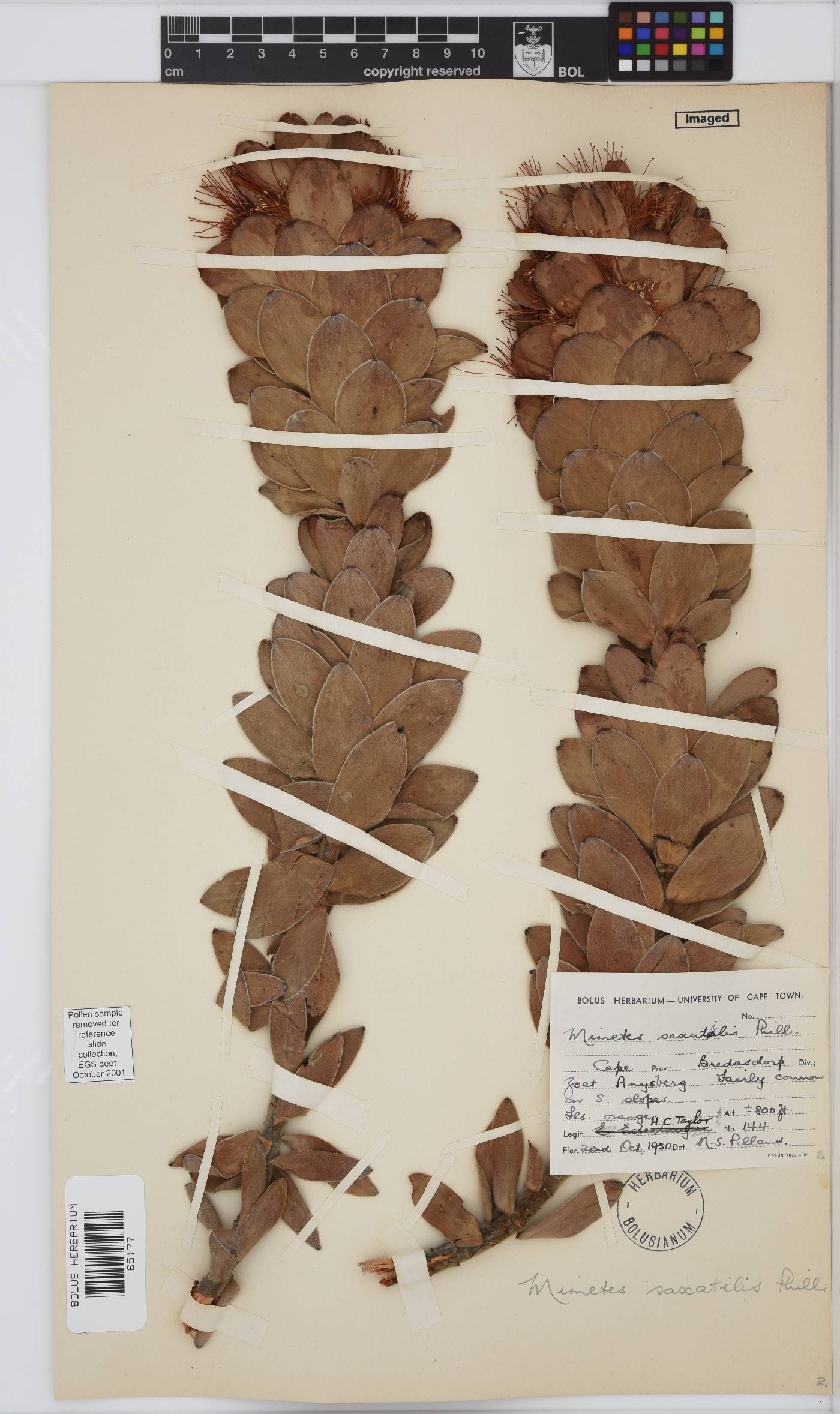 Mimetes saxatilis image