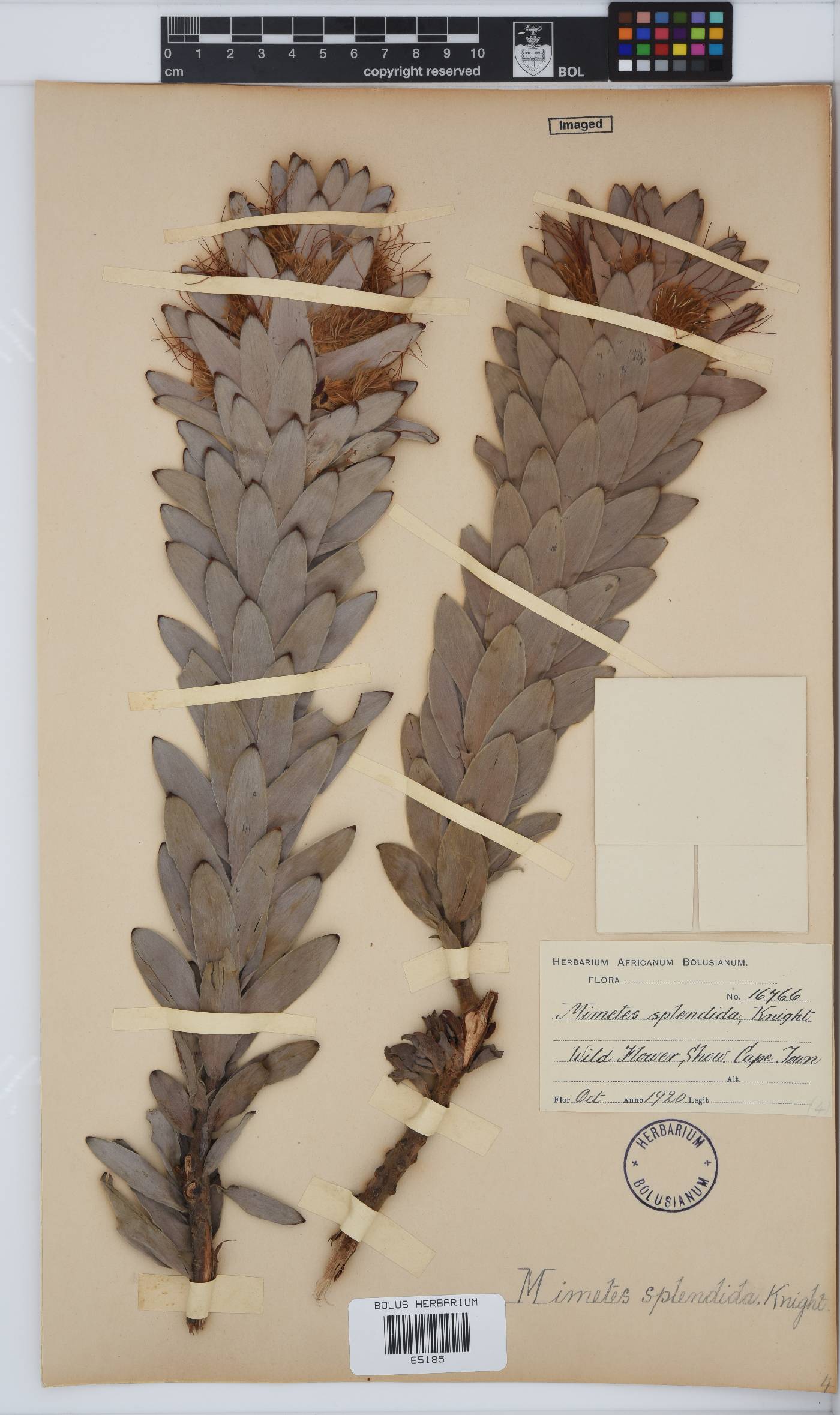 Mimetes splendidus image