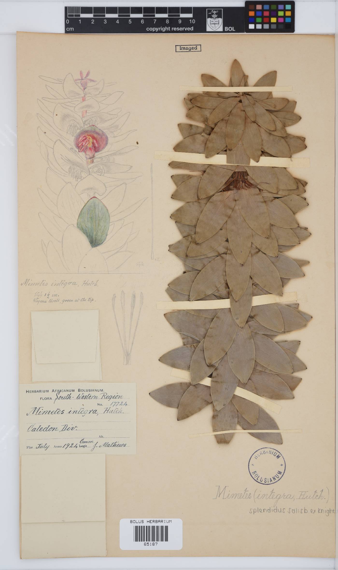 Mimetes splendidus image