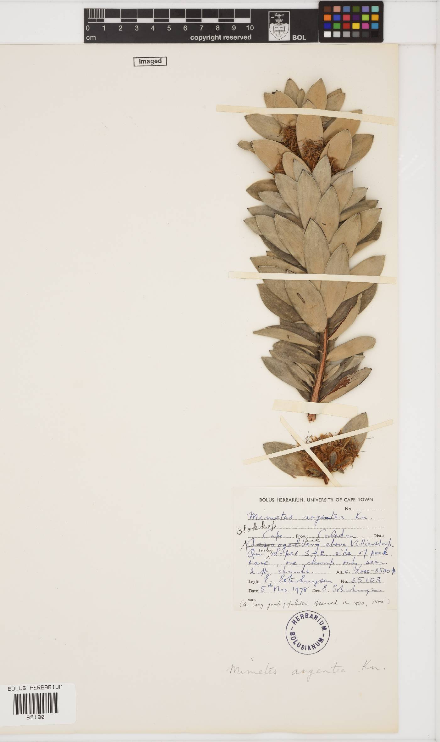 Mimetes argenteus image
