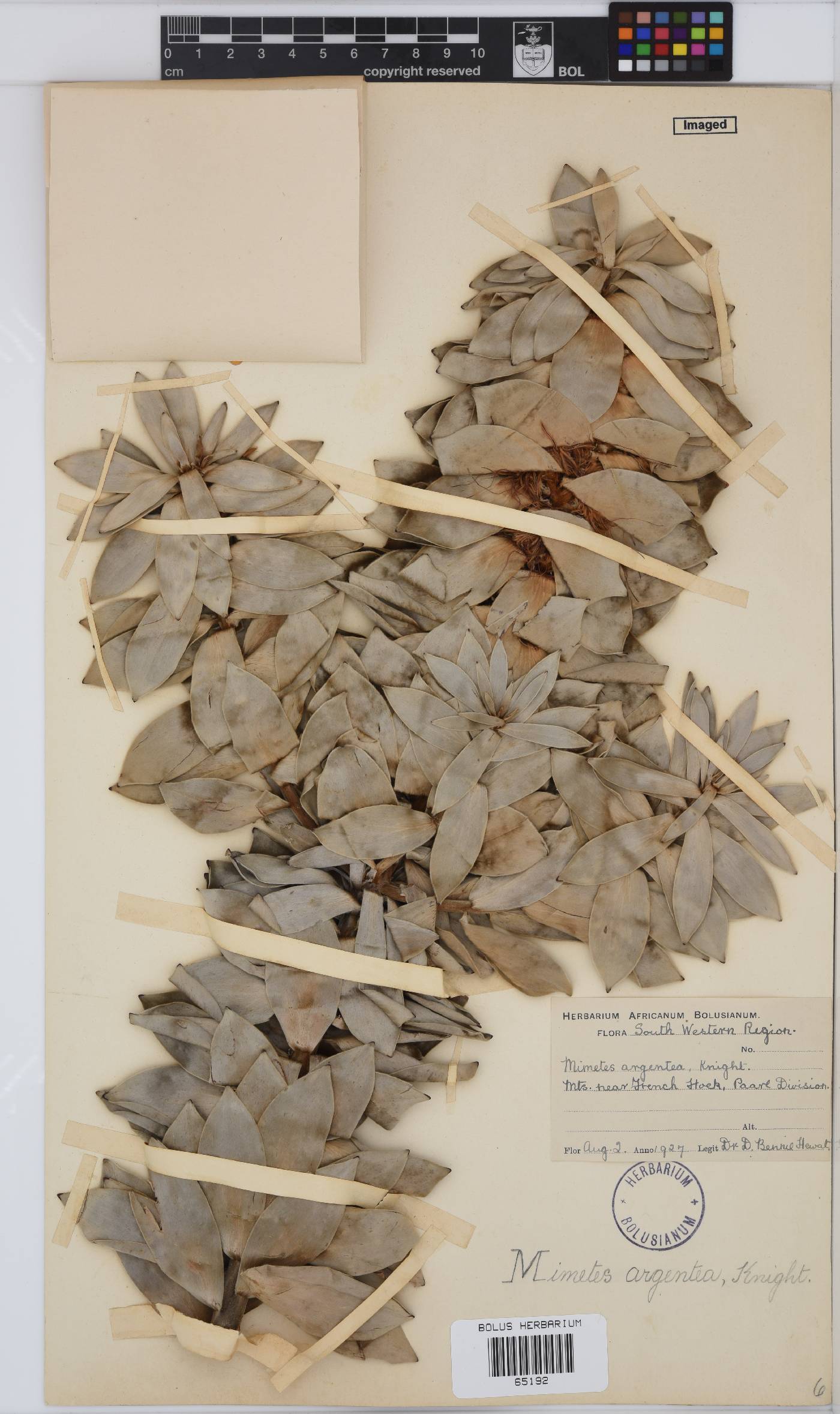 Mimetes argenteus image