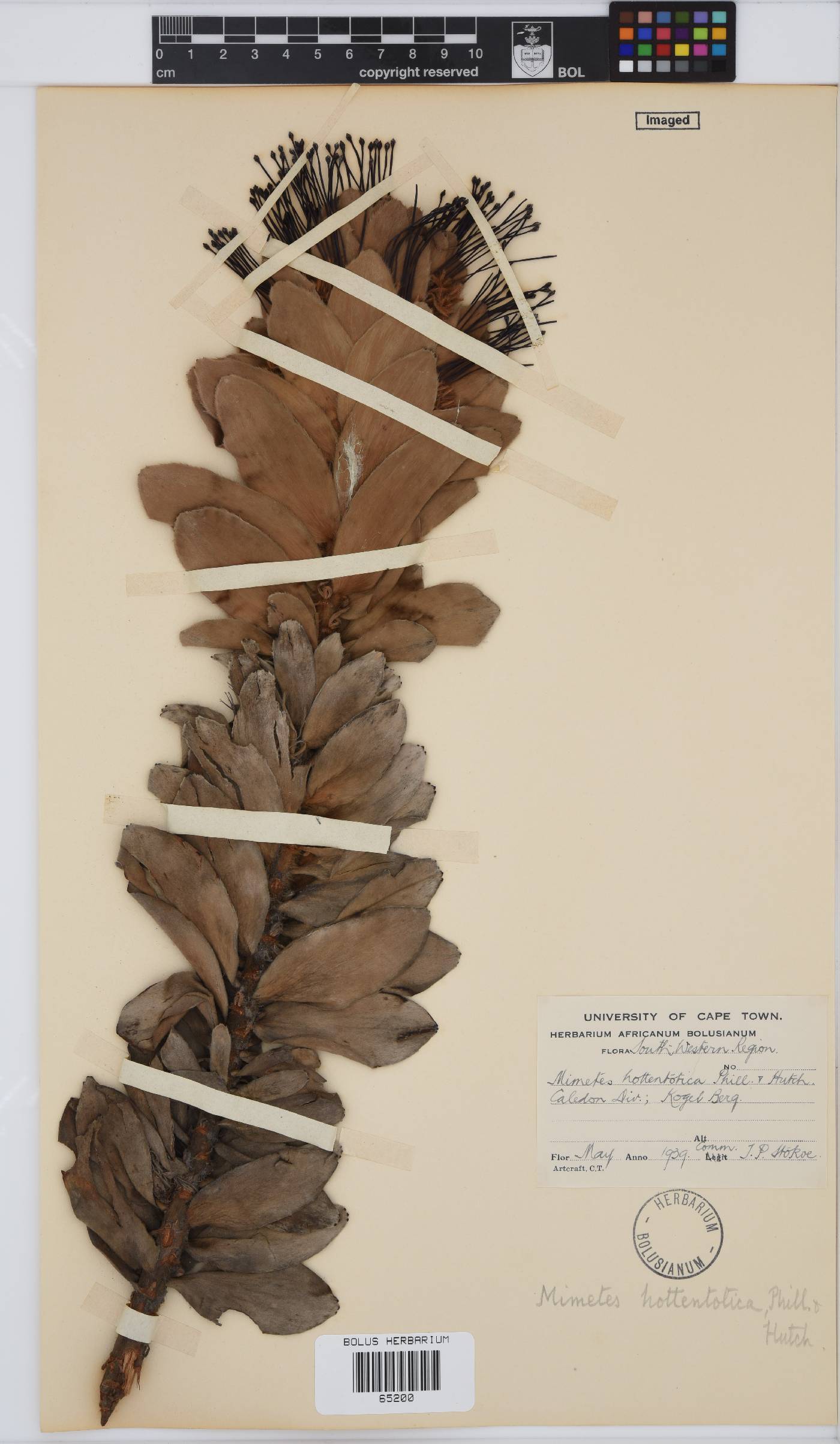Mimetes hottentoticus image