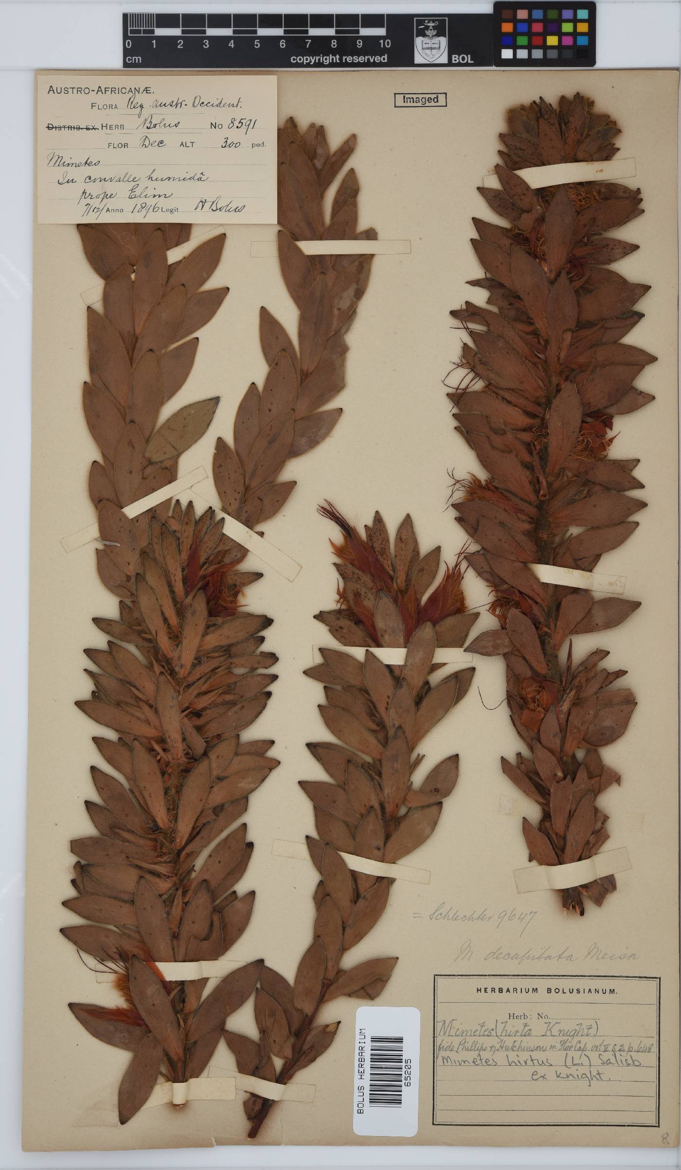 Mimetes hirtus image