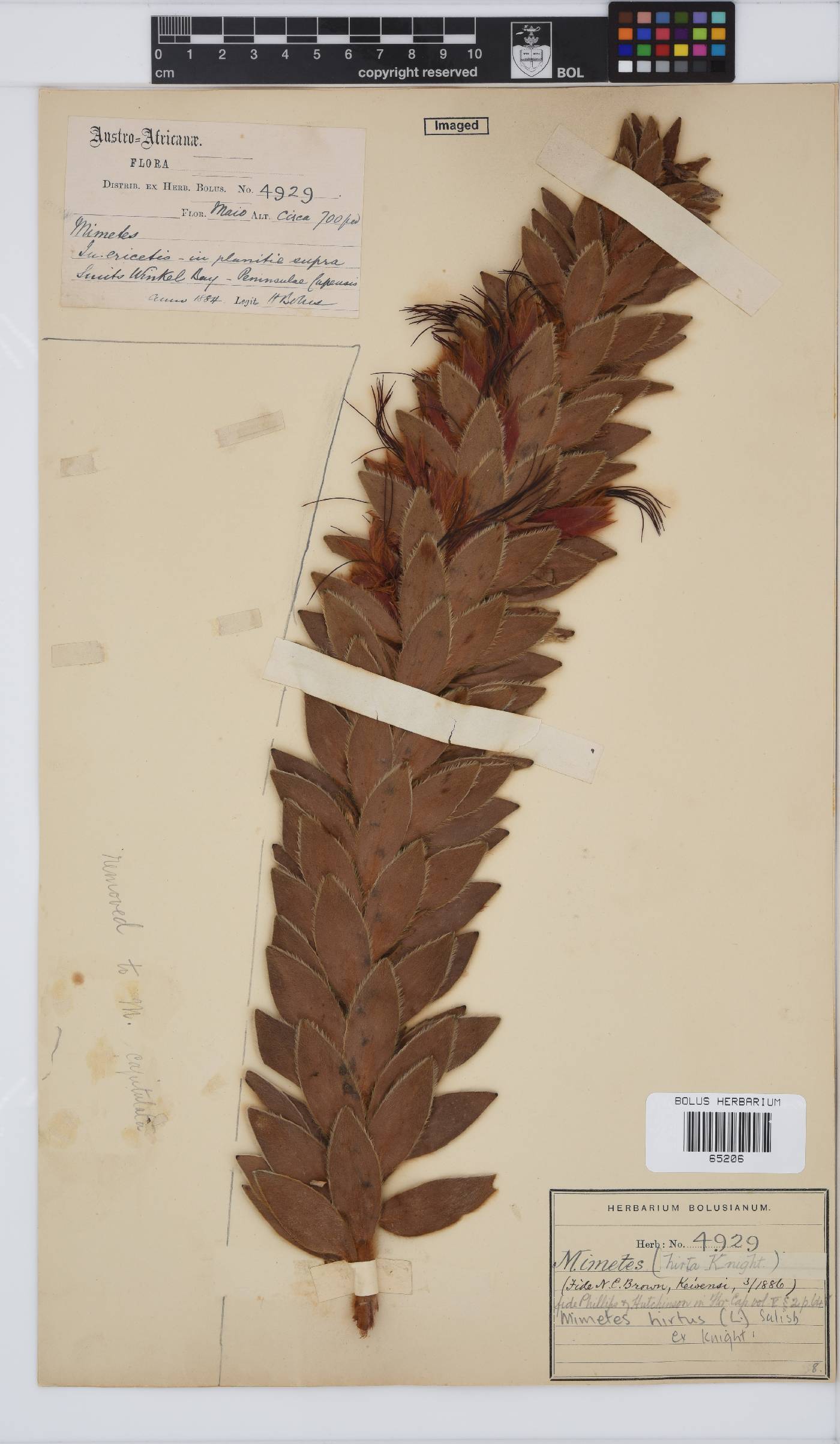 Mimetes hirtus image