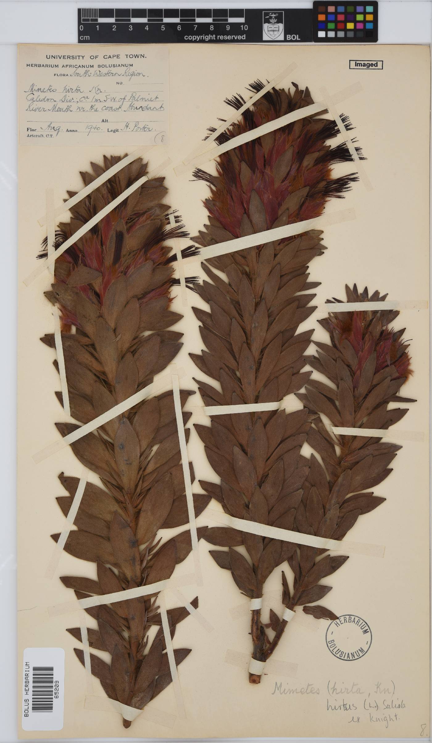 Mimetes hirtus image