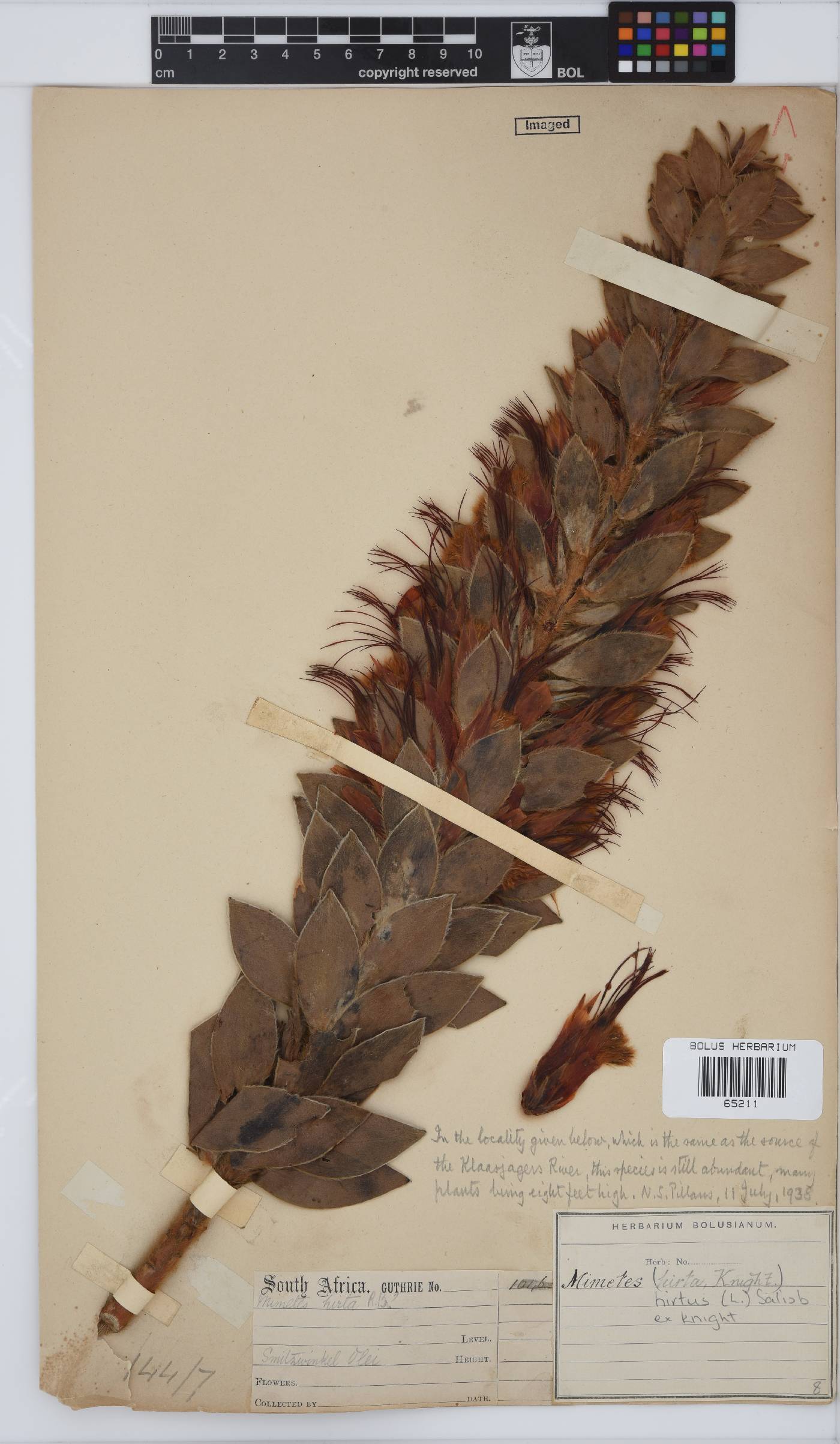 Mimetes hirtus image