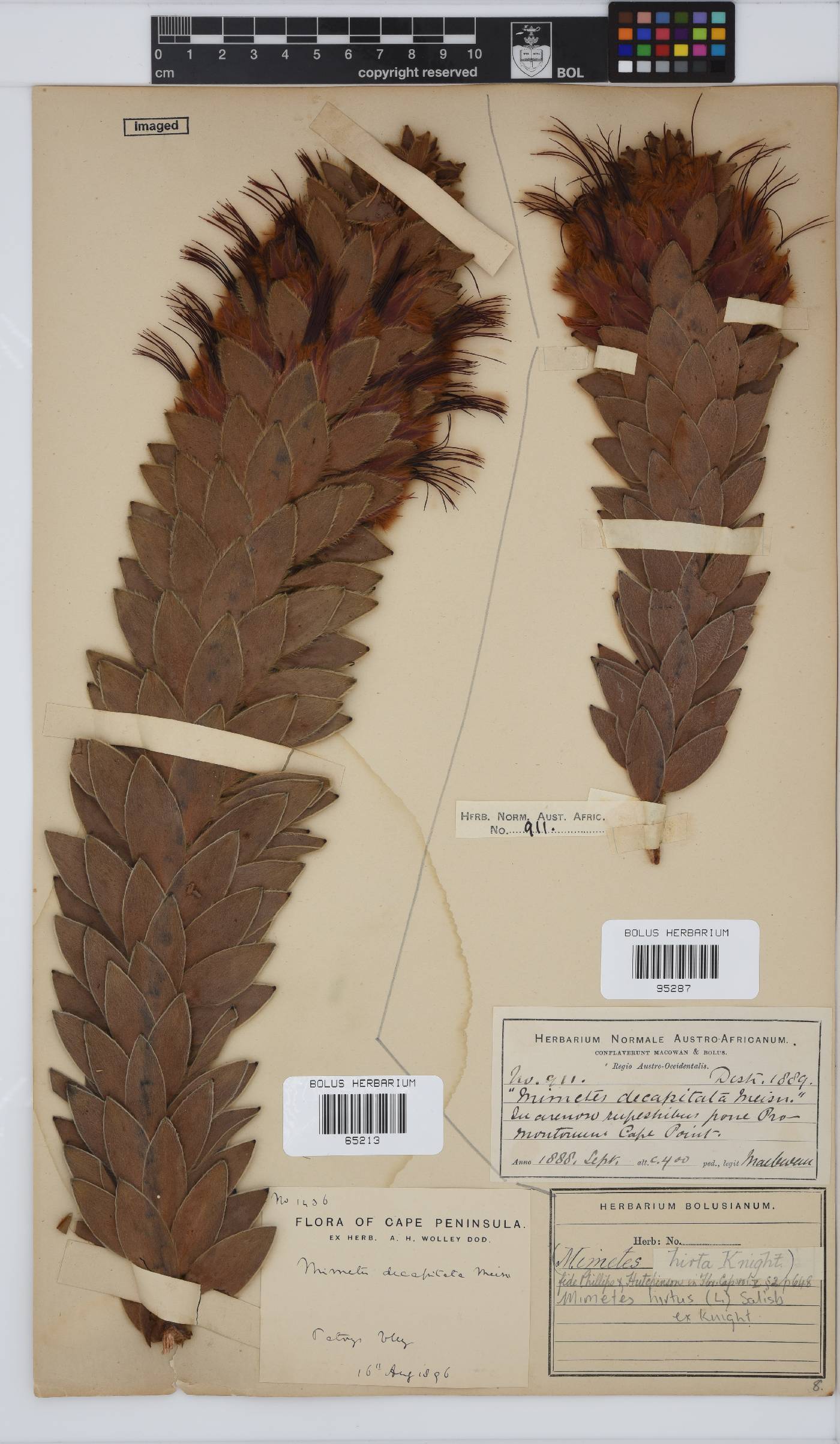 Mimetes hirtus image