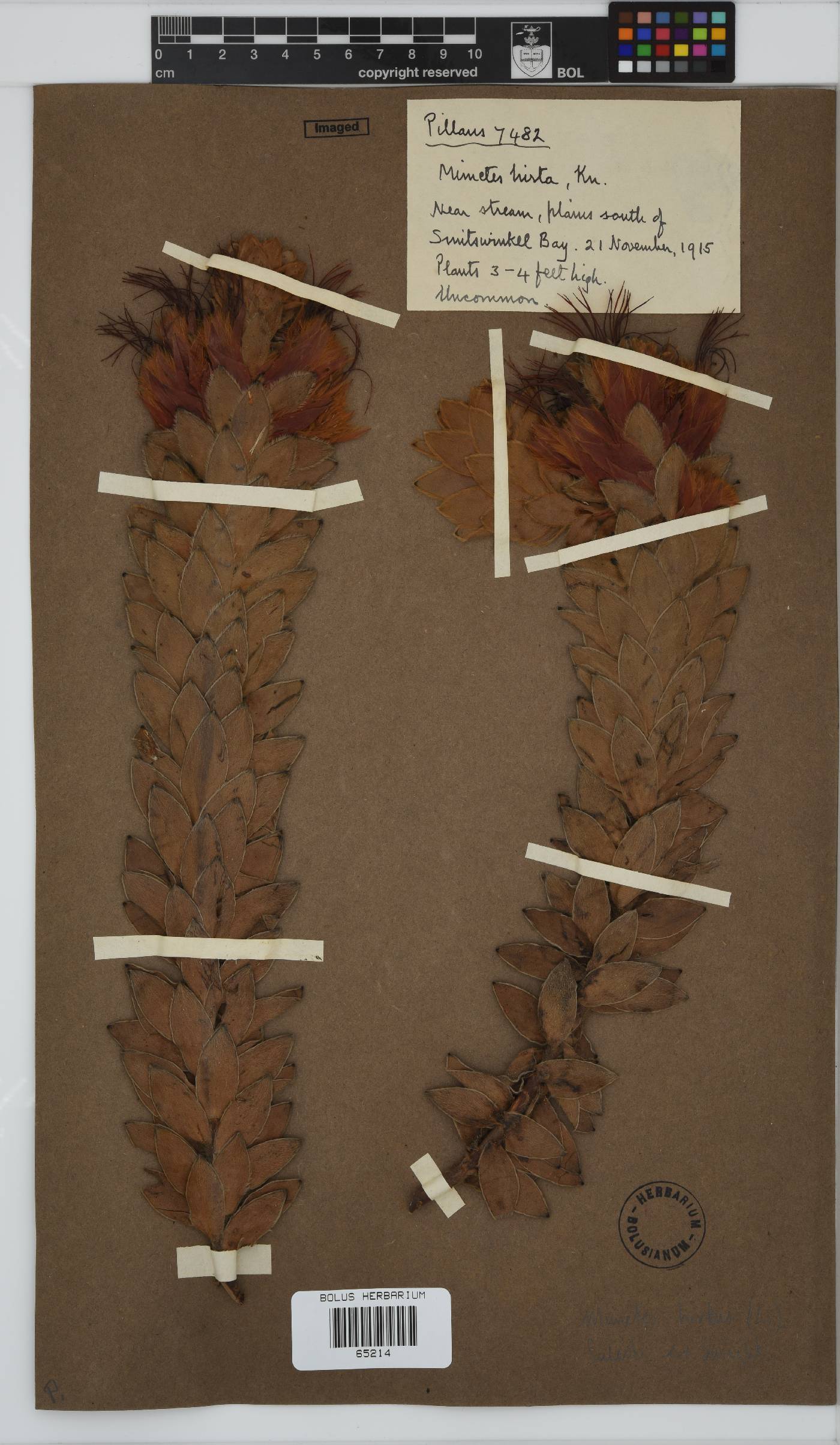 Mimetes hirtus image