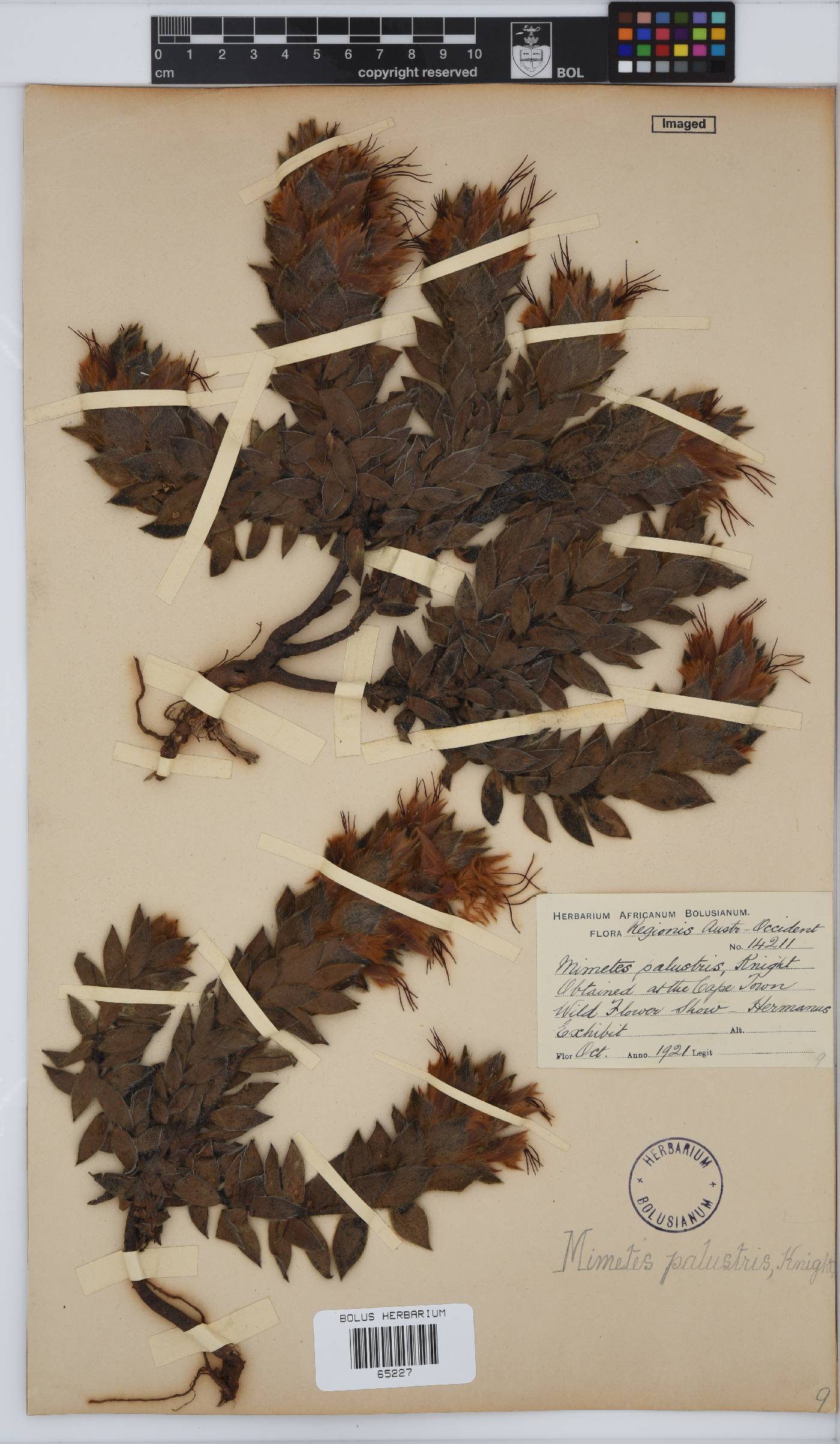 Mimetes palustris image