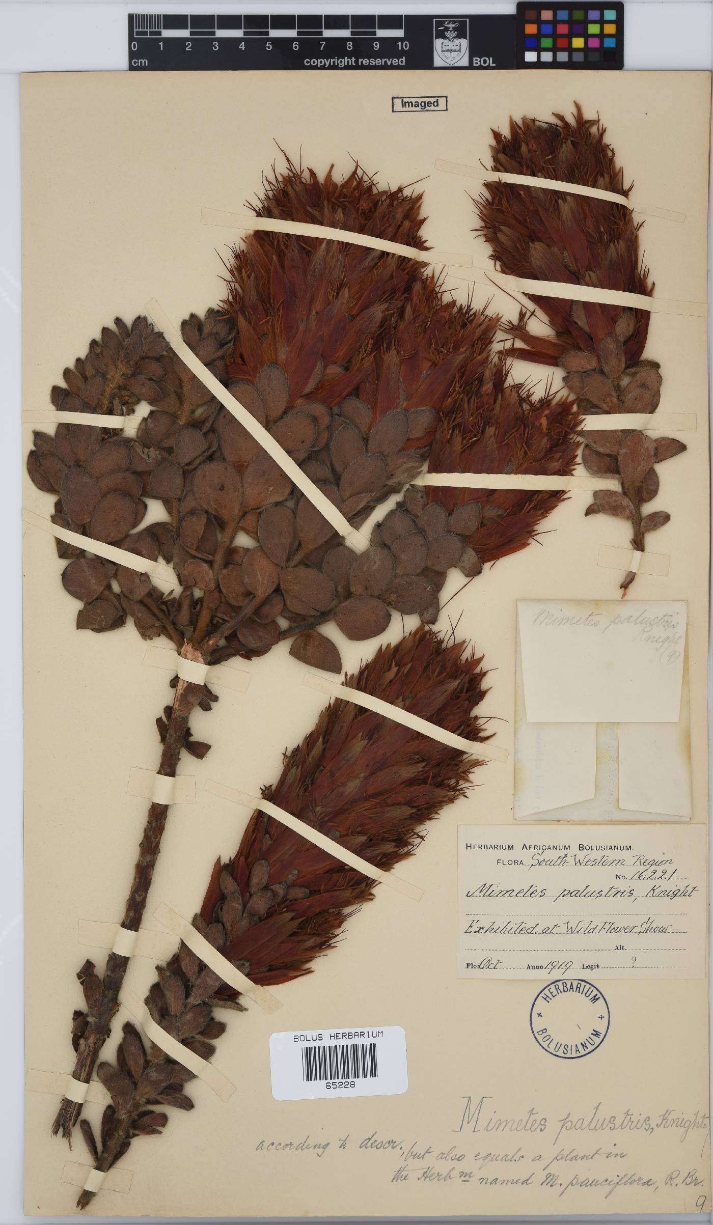 Mimetes palustris image