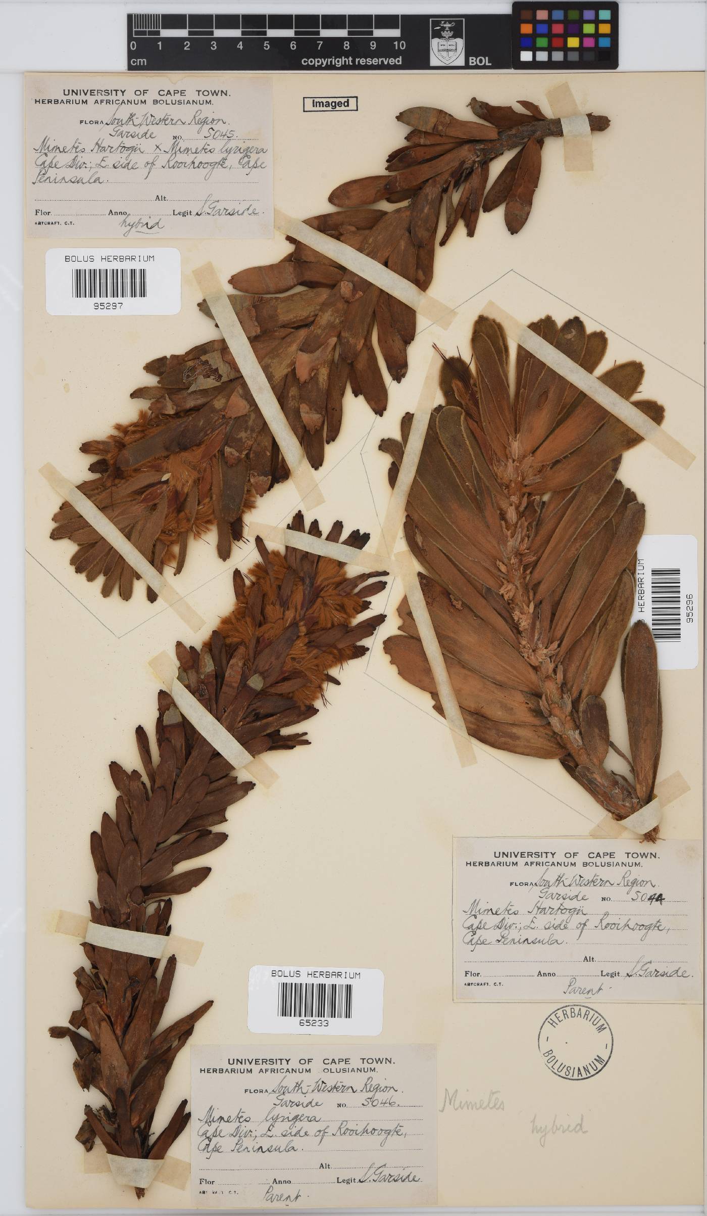 Mimetes hottentoticus image