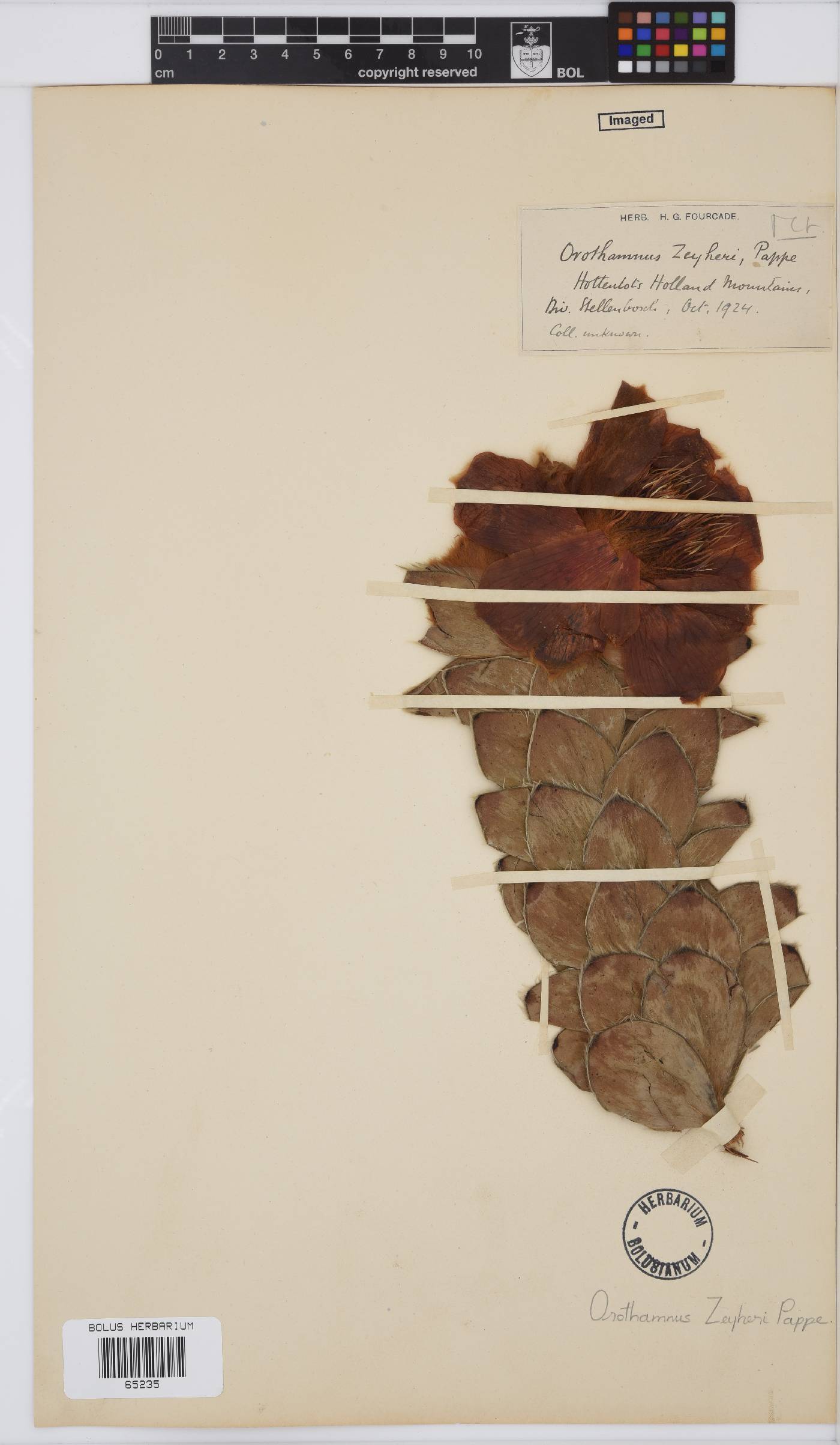 Orothamnus image