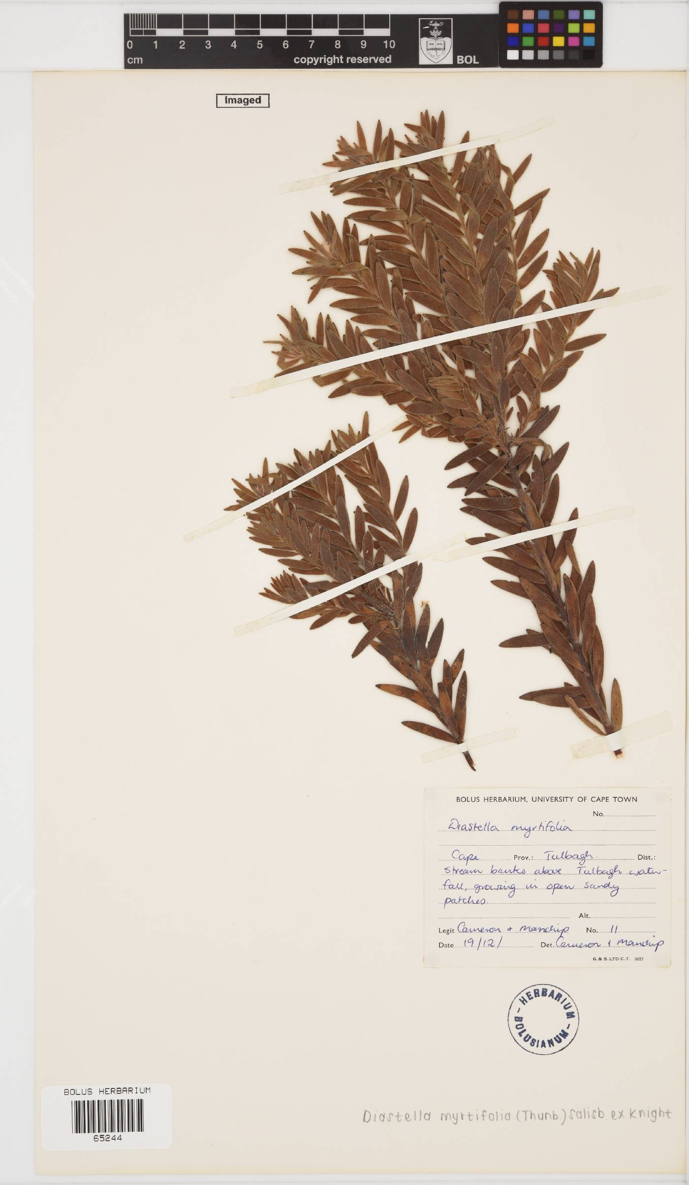 Diastella myrtifolia image