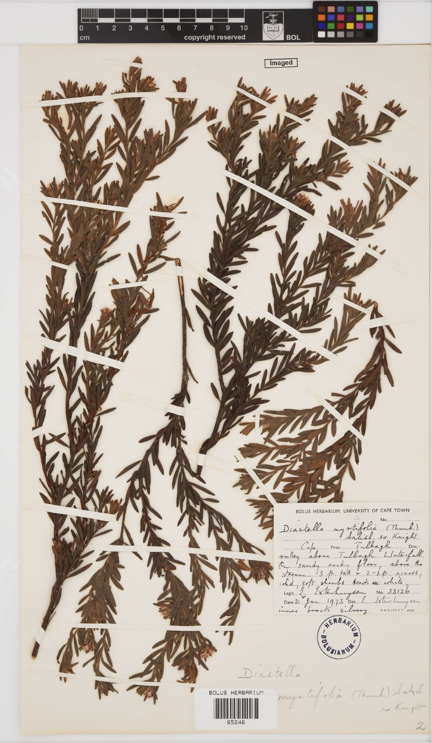 Diastella myrtifolia image