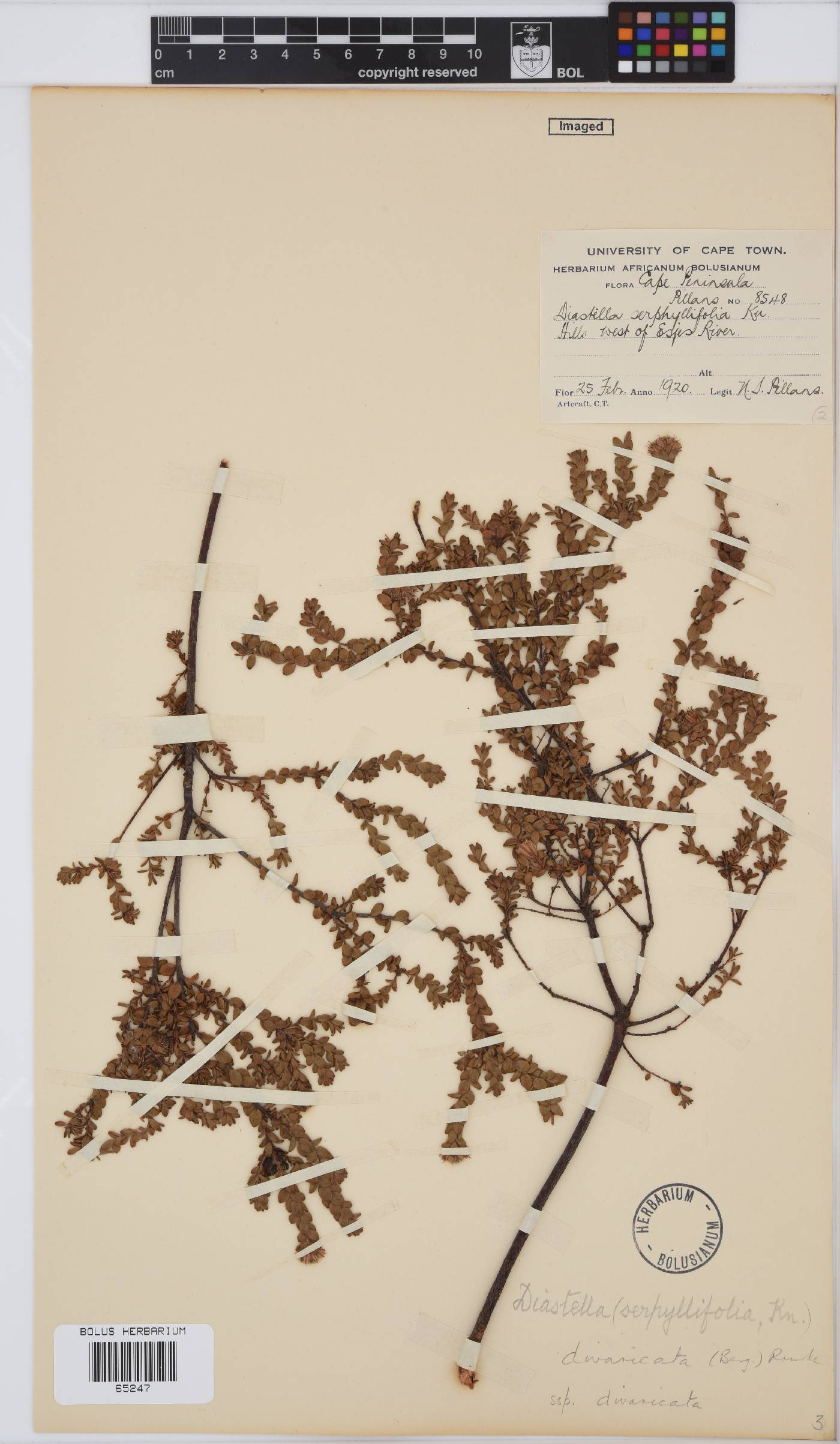 Diastella image