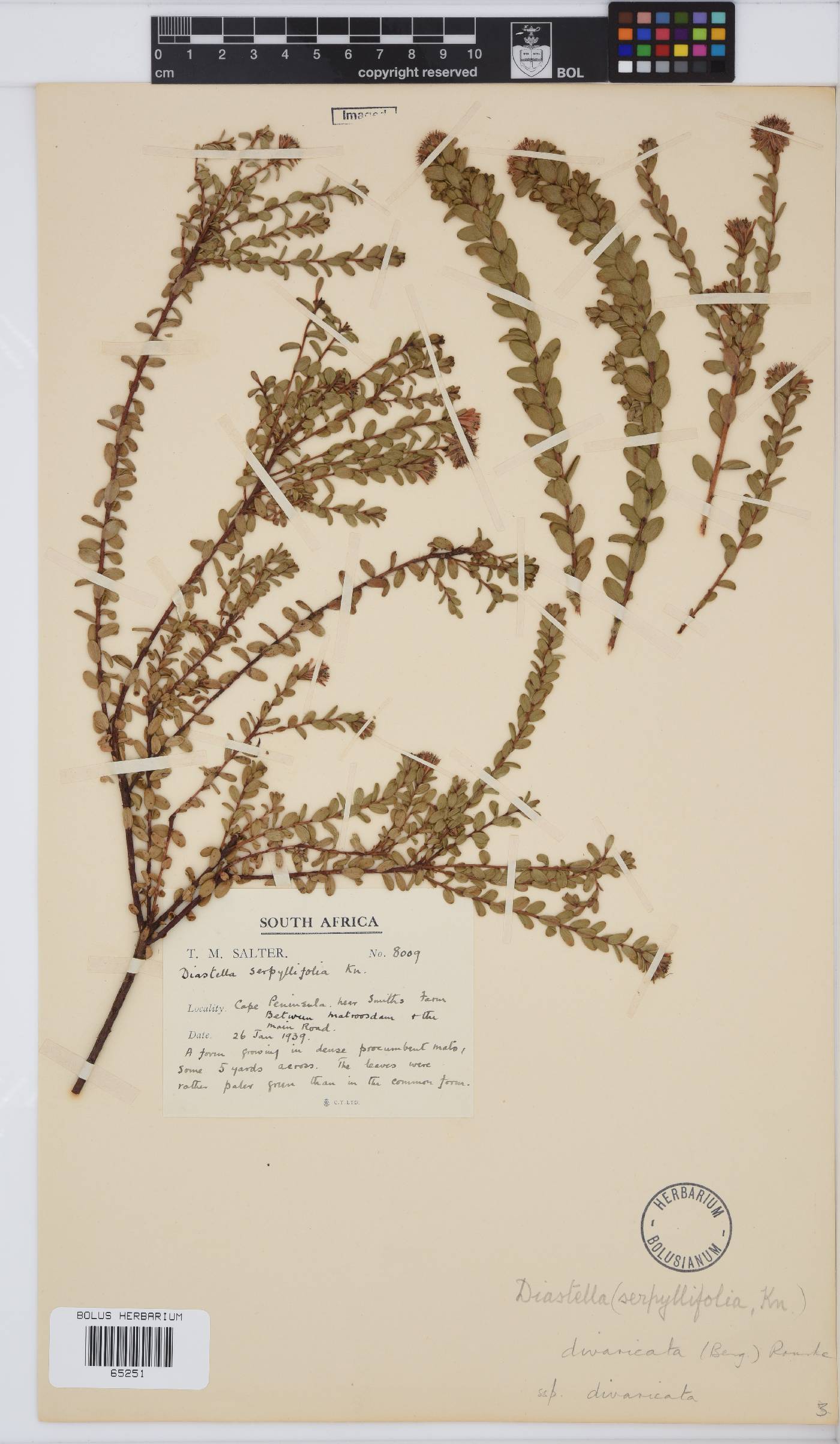 Diastella divaricata subsp. divaricata image