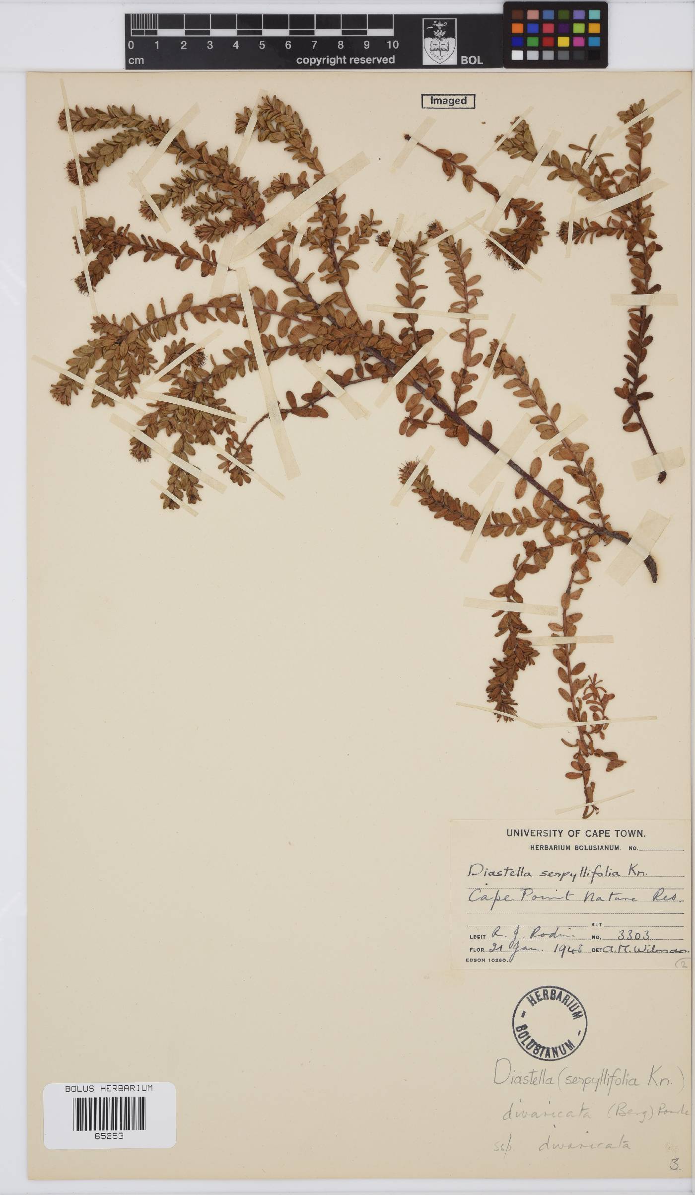 Diastella divaricata image