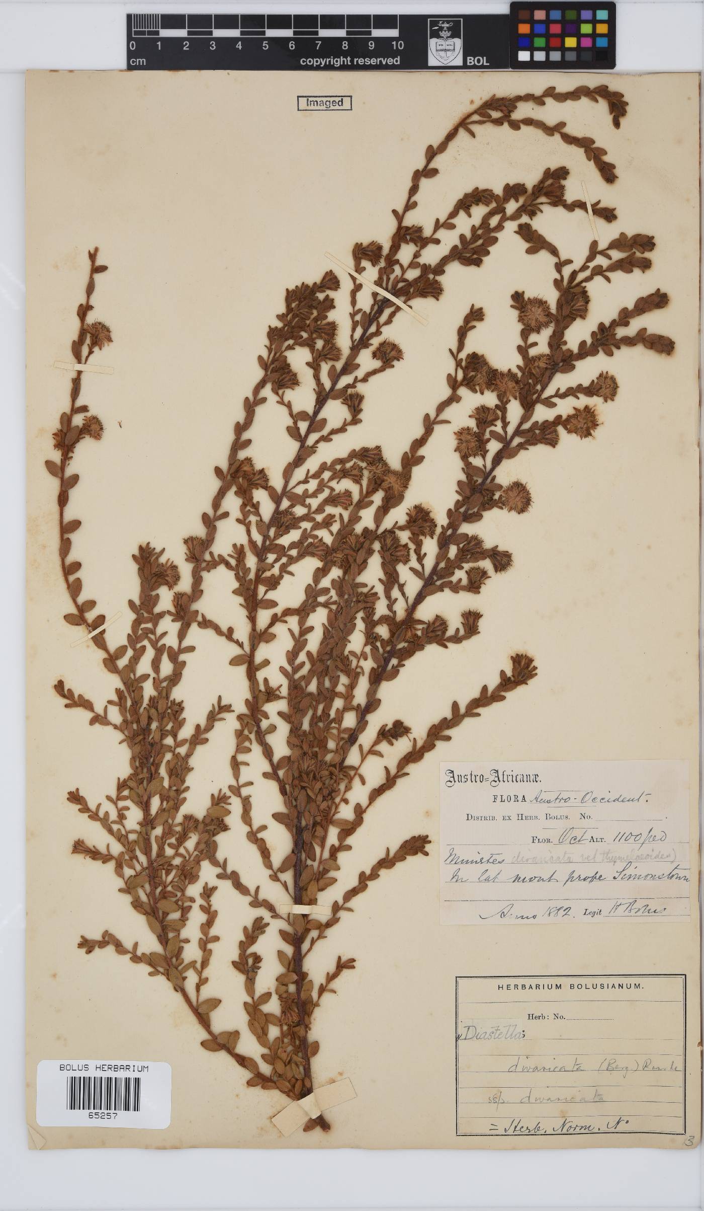 Diastella divaricata subsp. divaricata image