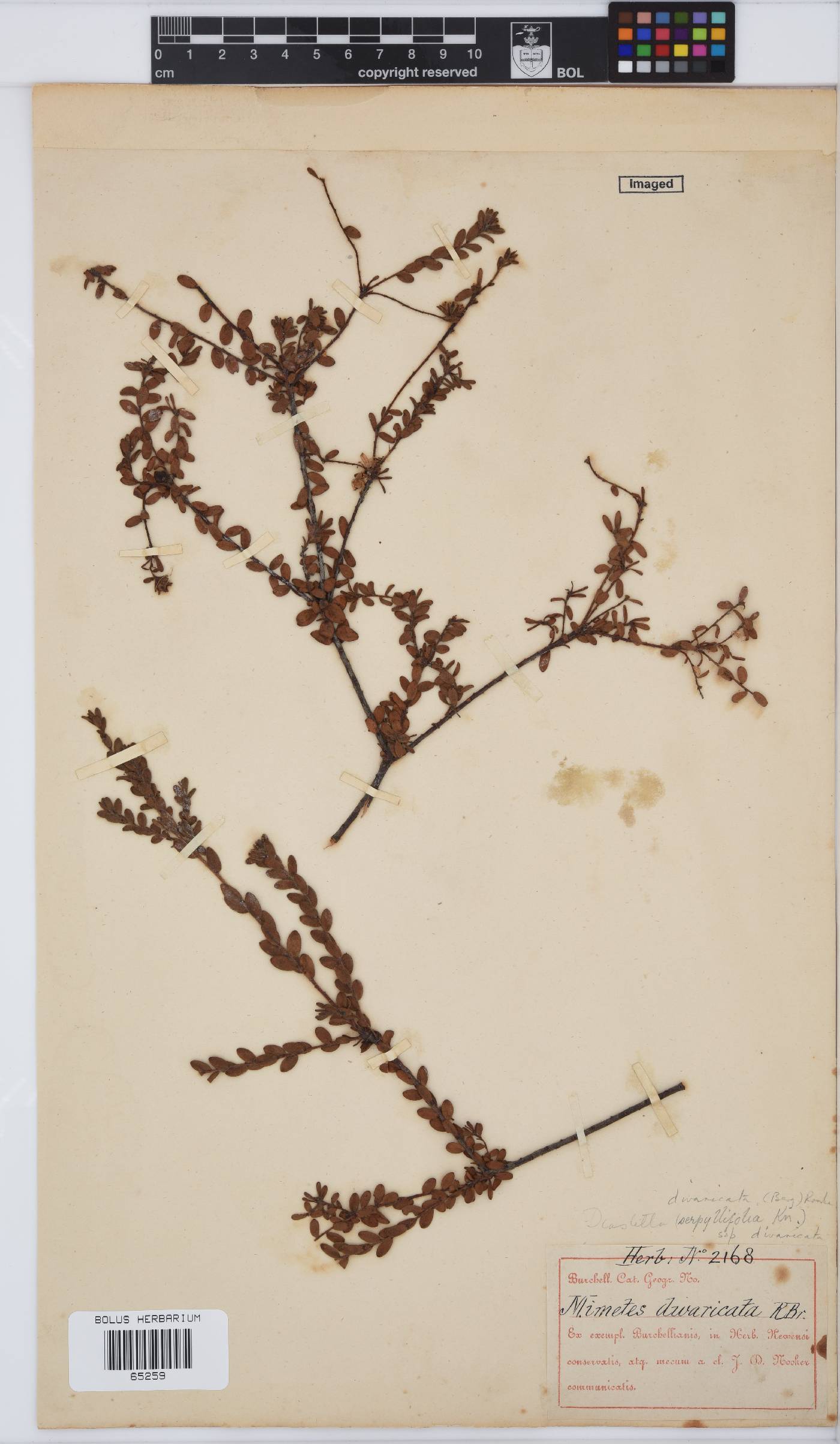 Diastella divaricata subsp. divaricata image