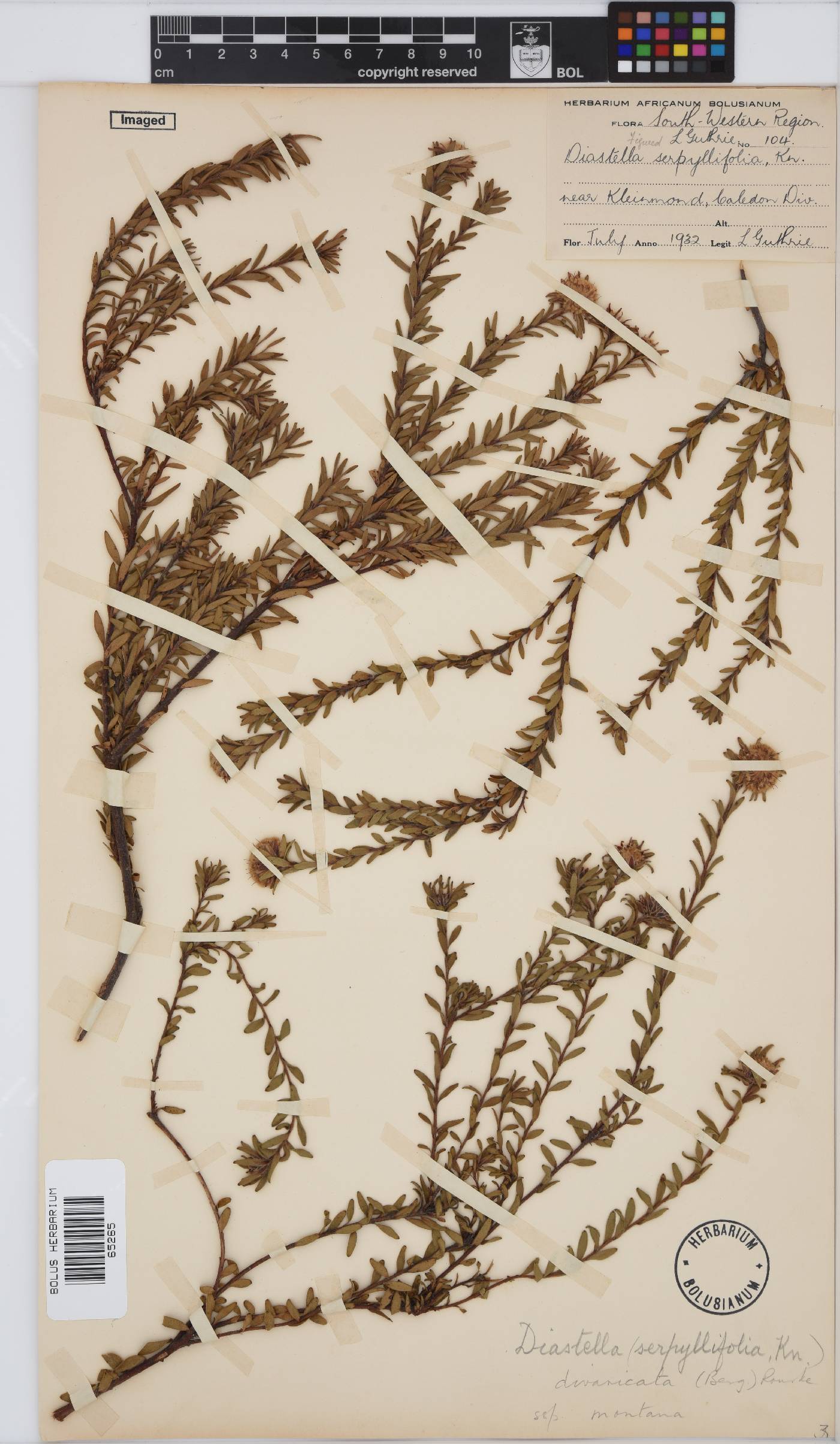 Diastella divaricata subsp. montana image