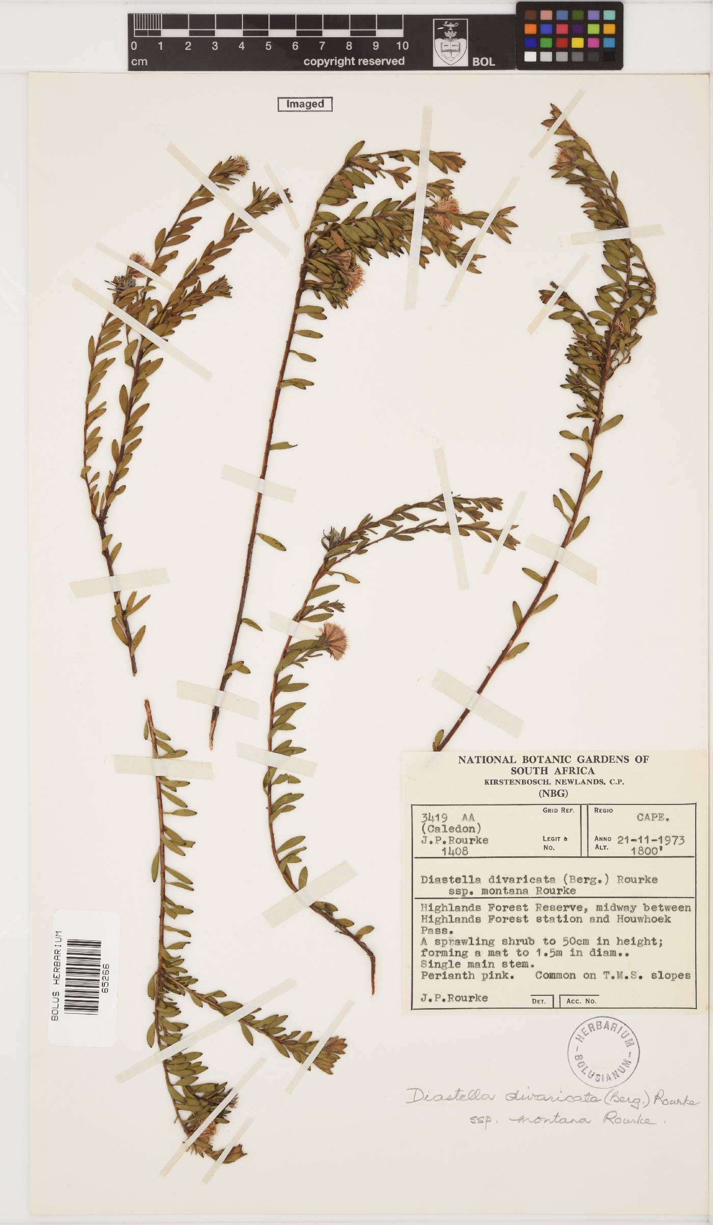Diastella divaricata subsp. montana image