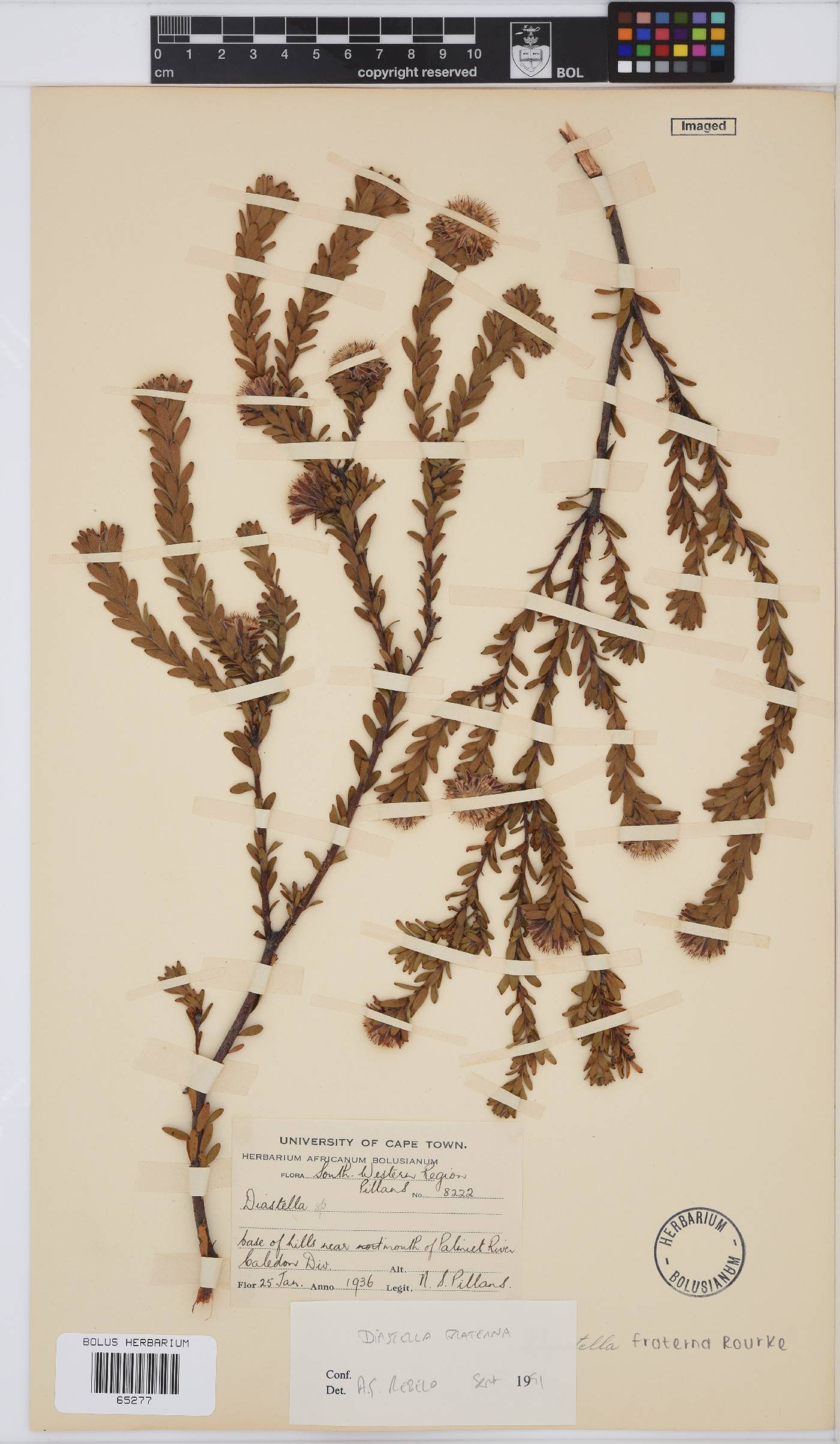 Diastella fraterna image