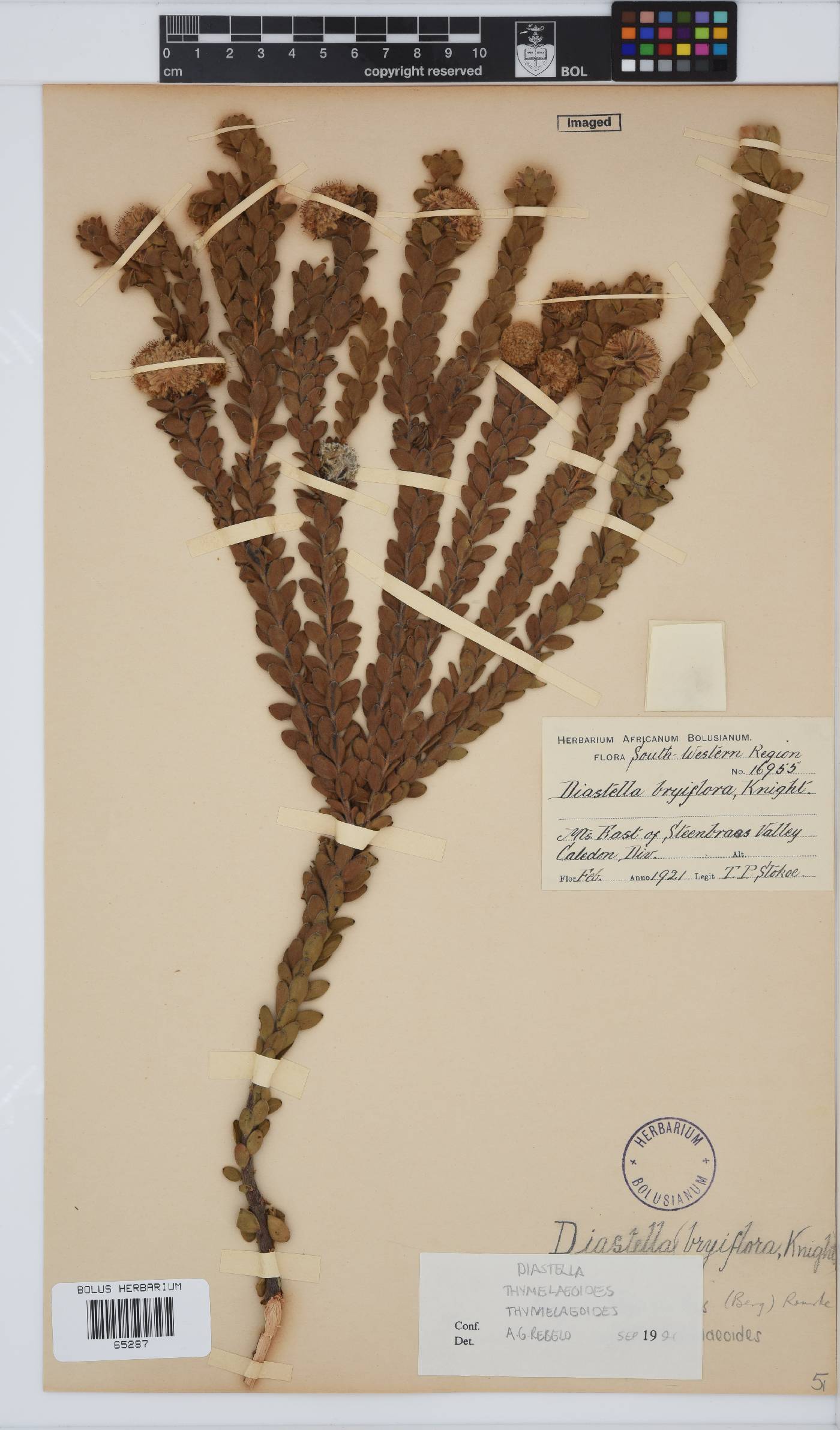 Diastella thymelaeoides subsp. thymelaeoides image