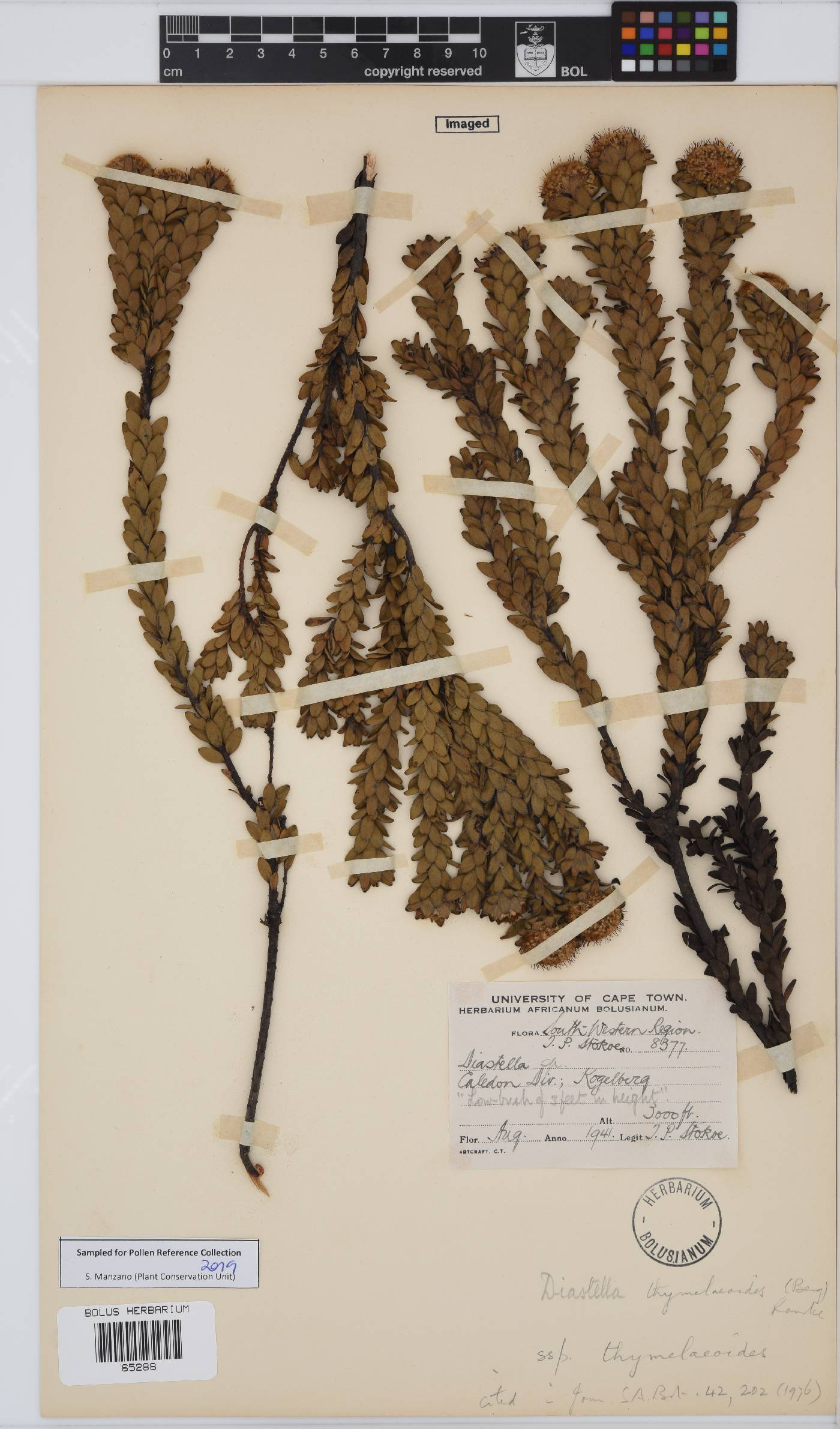 Diastella thymelaeoides subsp. thymelaeoides image
