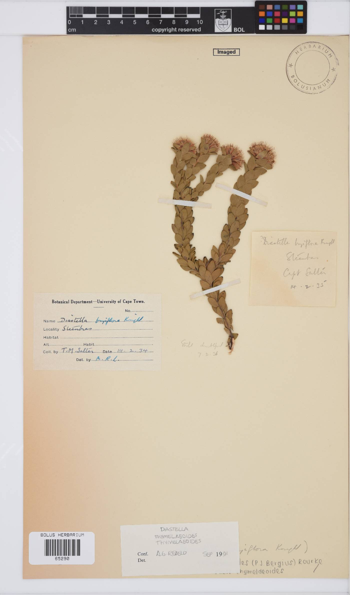 Diastella thymelaeoides subsp. thymelaeoides image