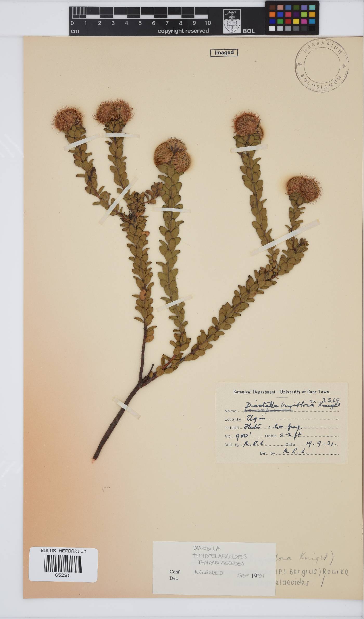 Diastella thymelaeoides subsp. thymelaeoides image