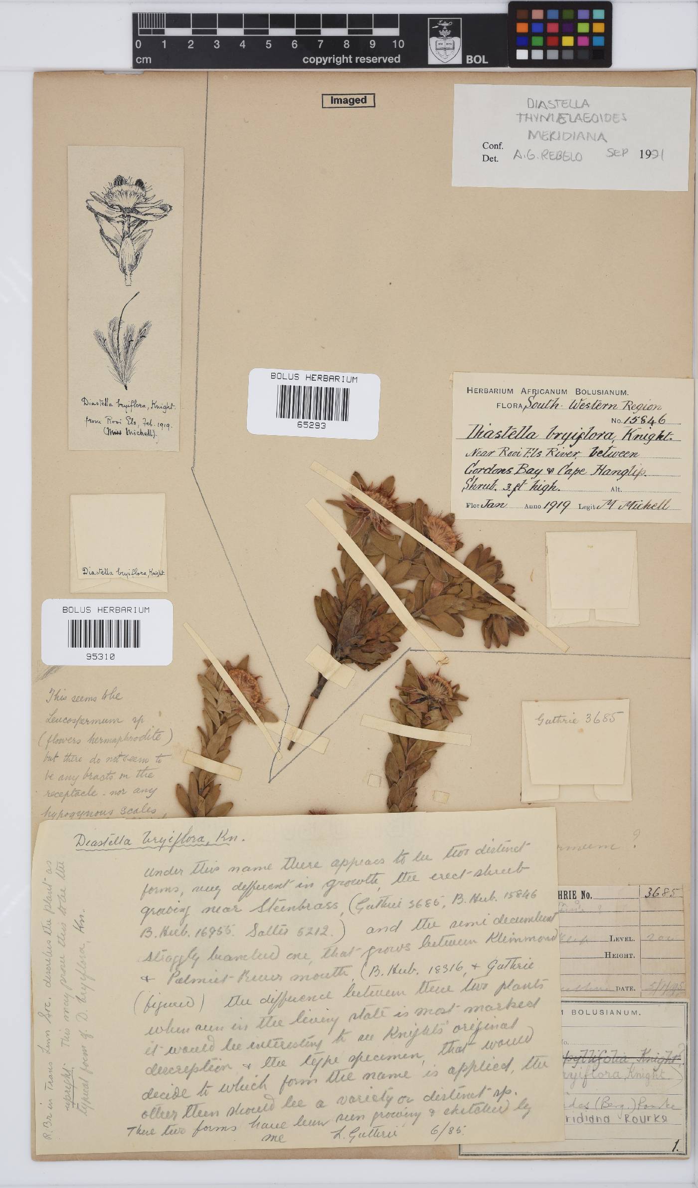 Diastella thymelaeoides subsp. meridiana image