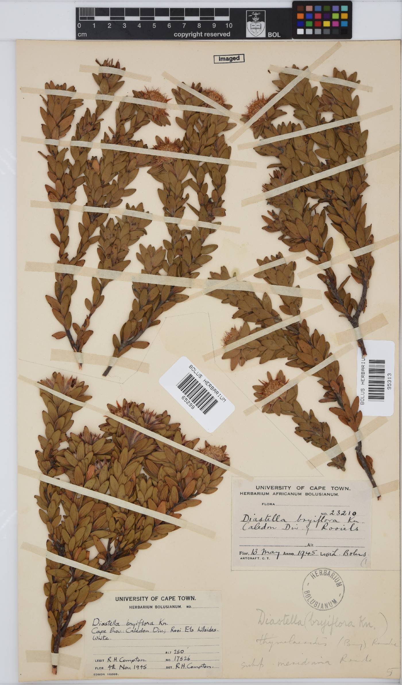 Diastella thymelaeoides subsp. meridiana image