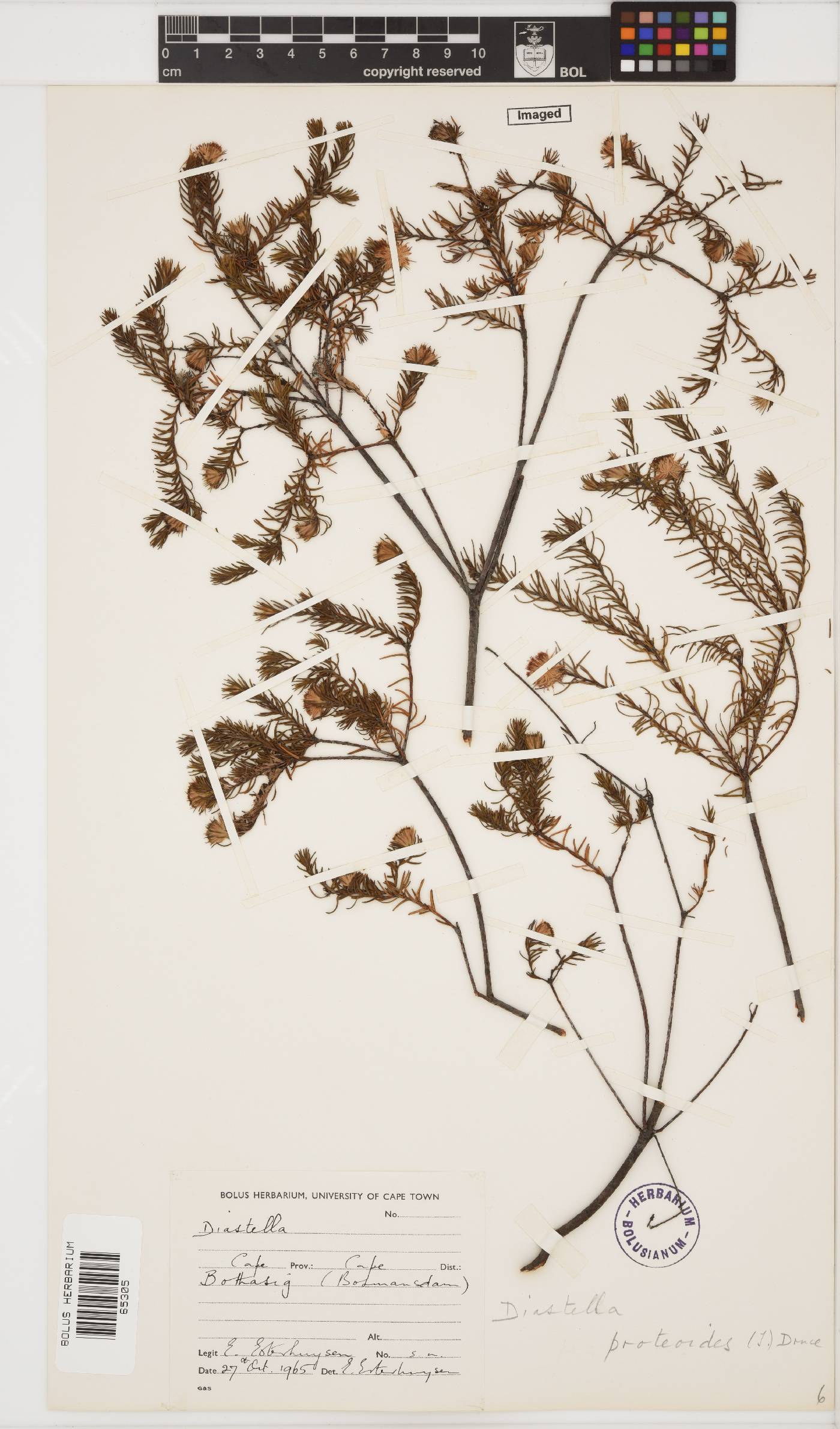 Diastella proteoides image