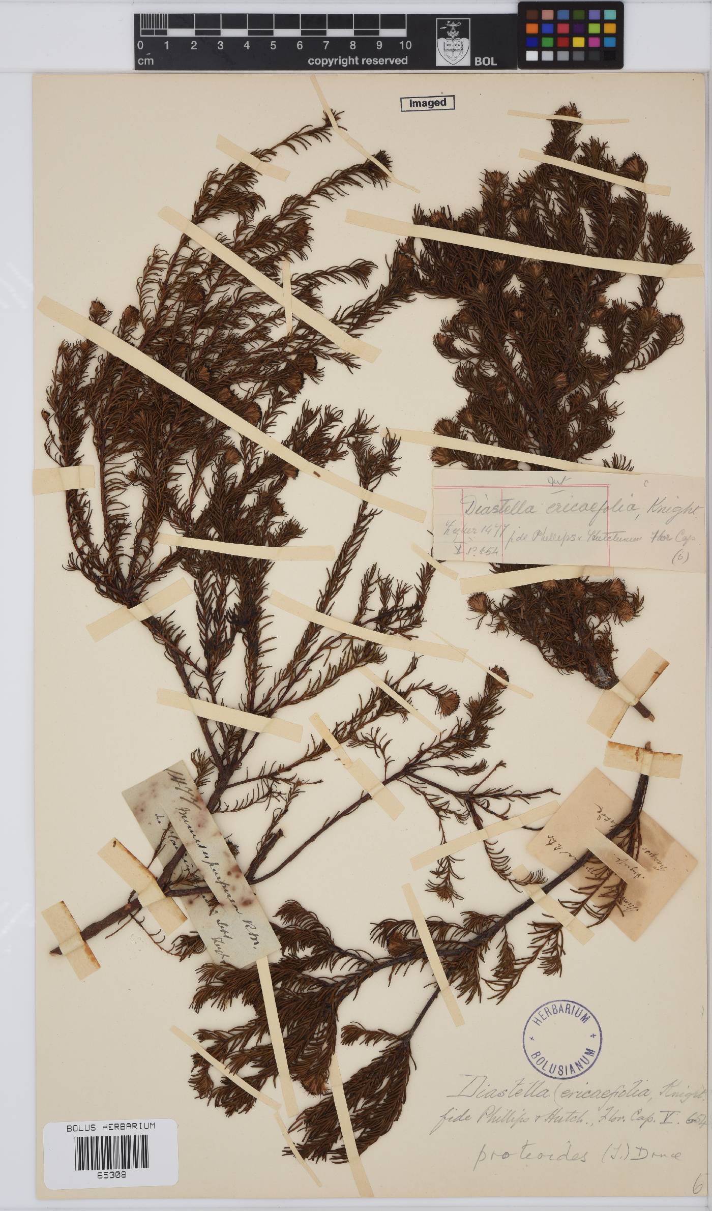 Diastella proteoides image